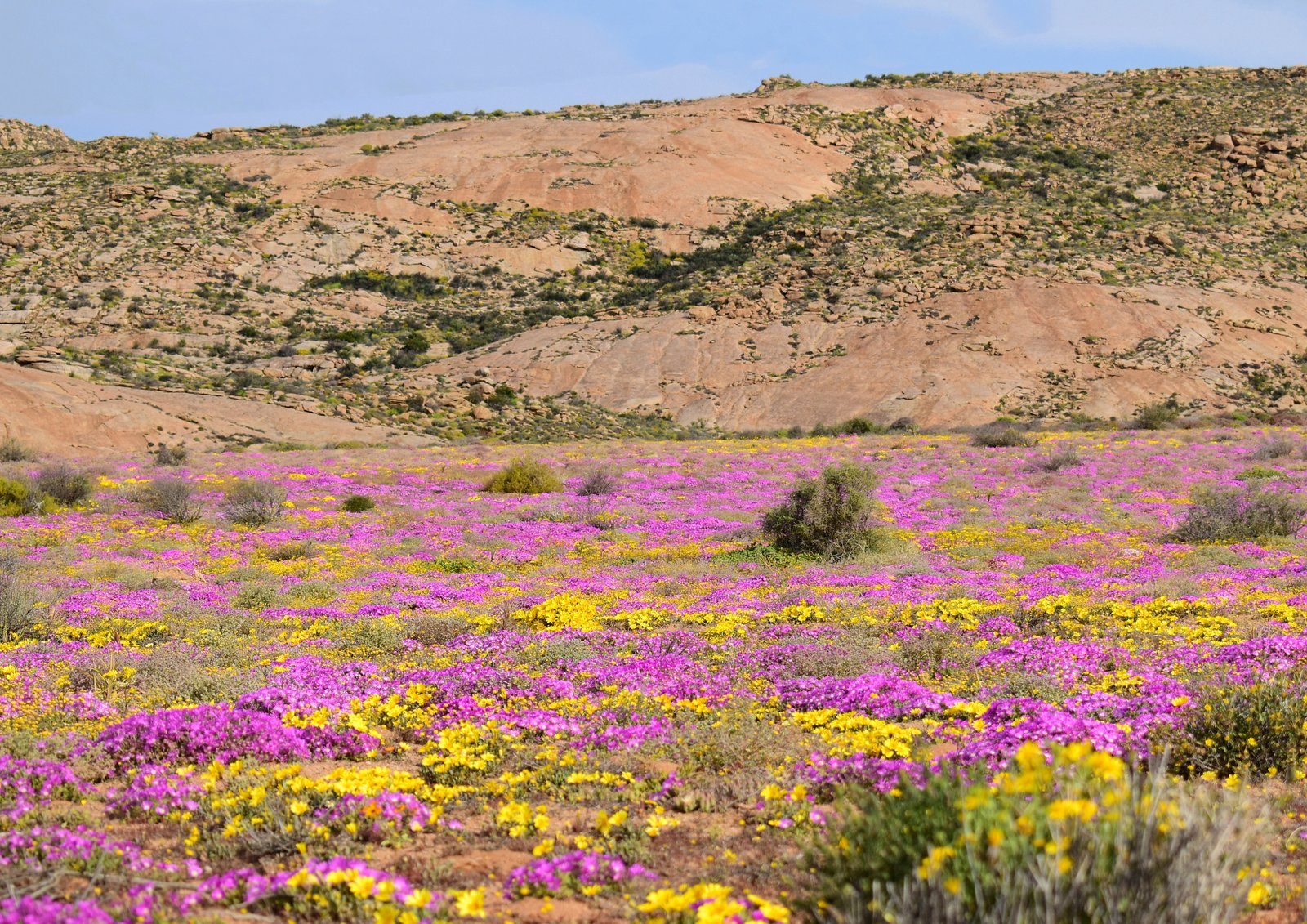 Spring flowers