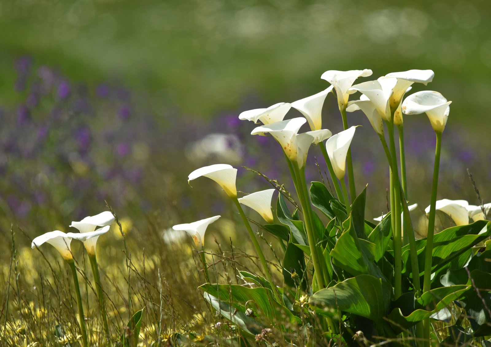 Glorious Arums