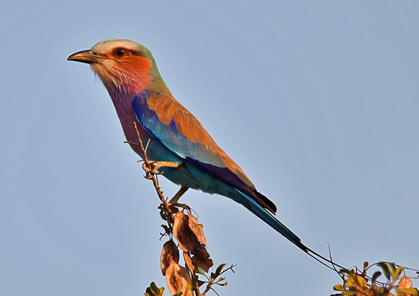 Colour perfection