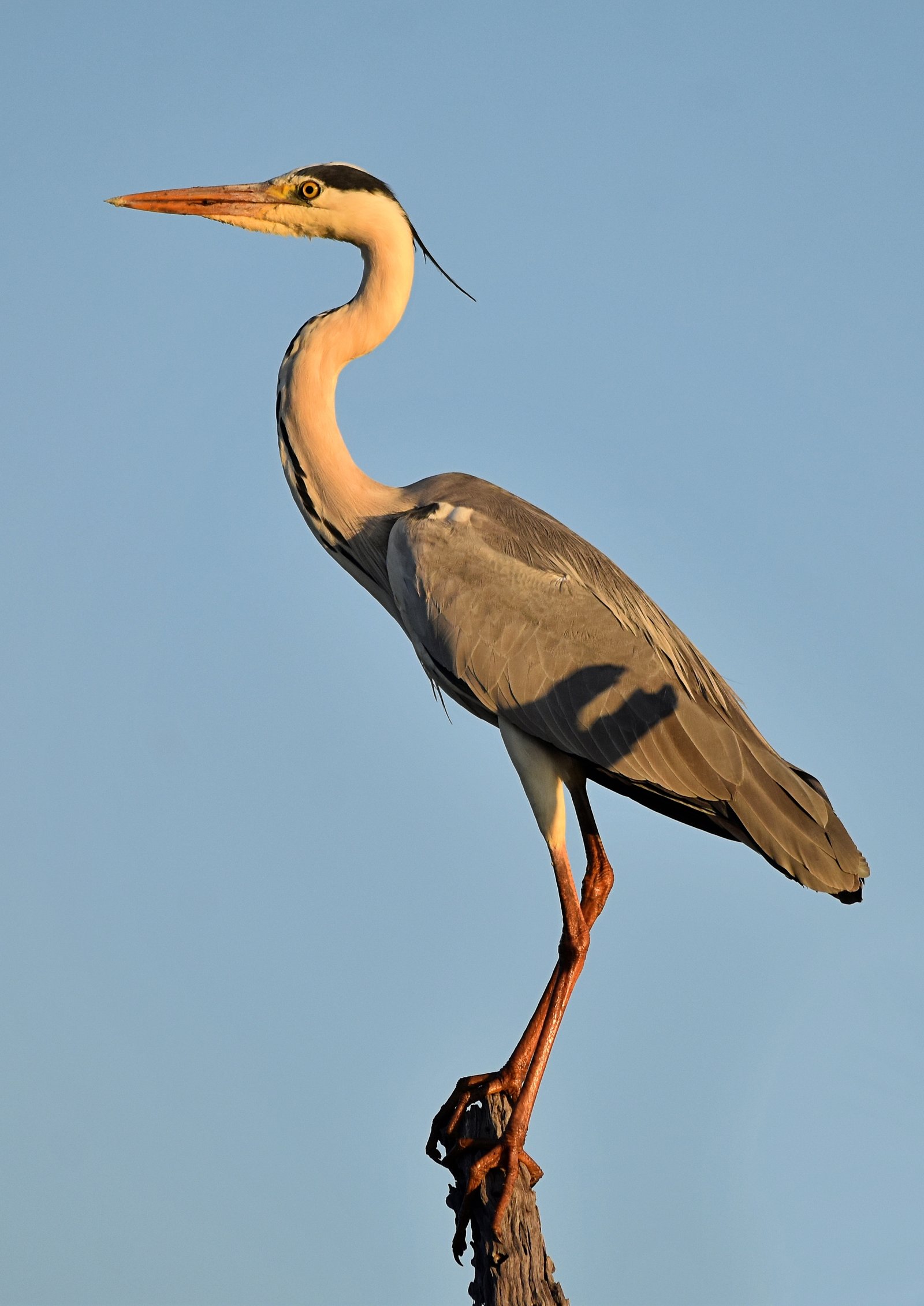Standing tall