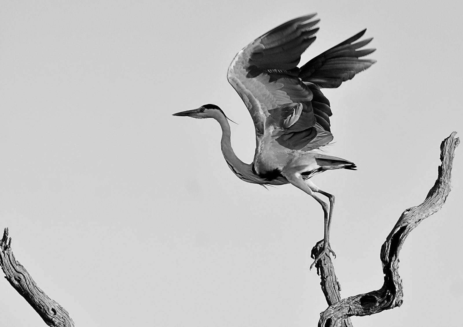 Taking flight