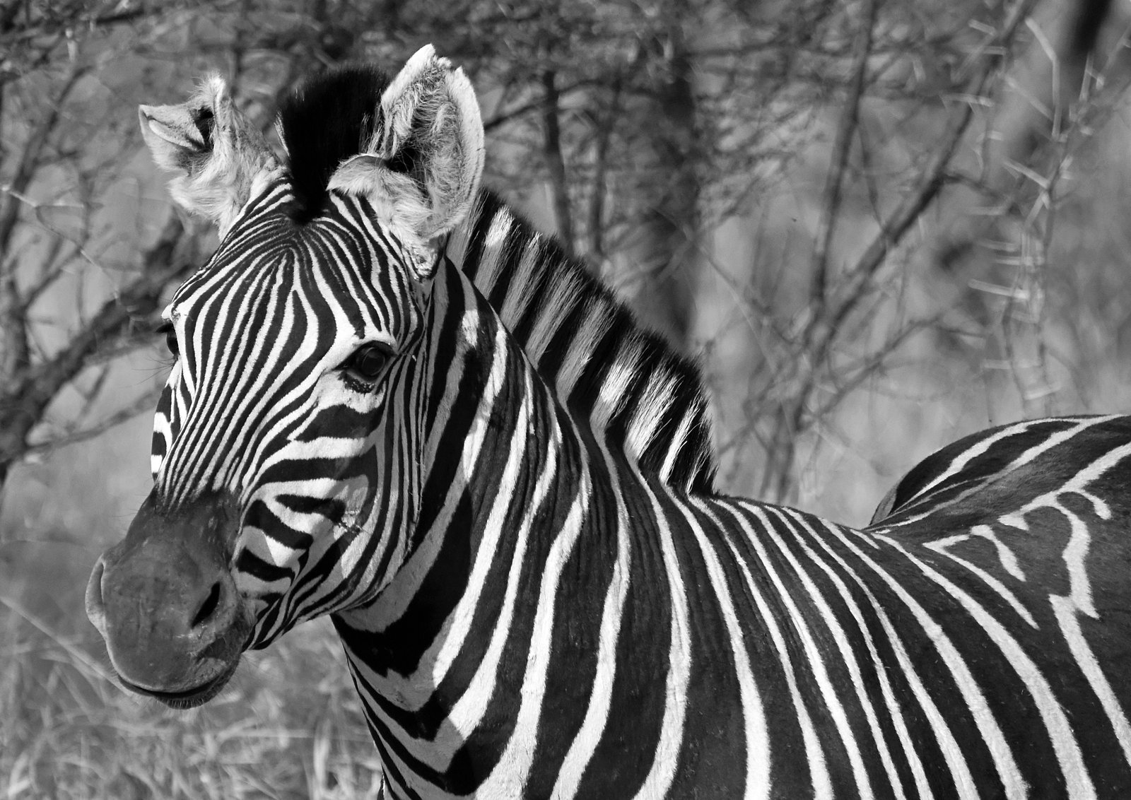 Black and white