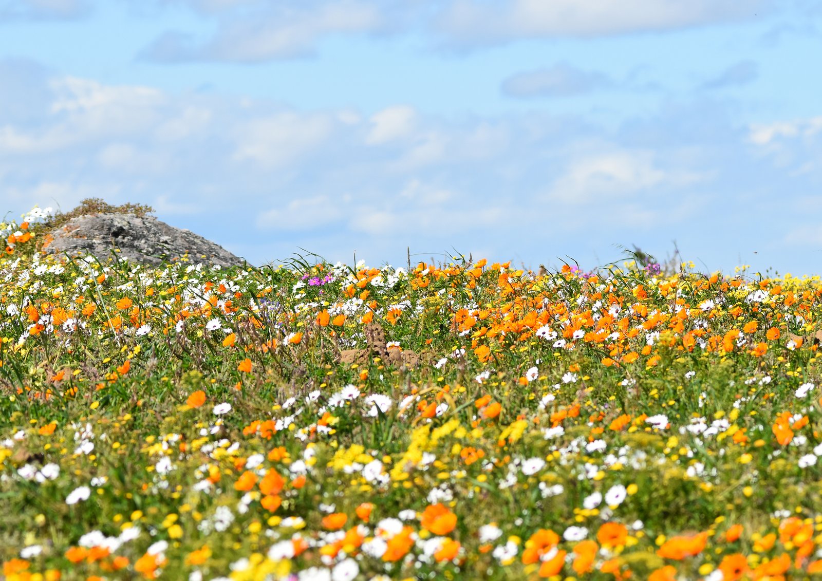 Wildflowers
