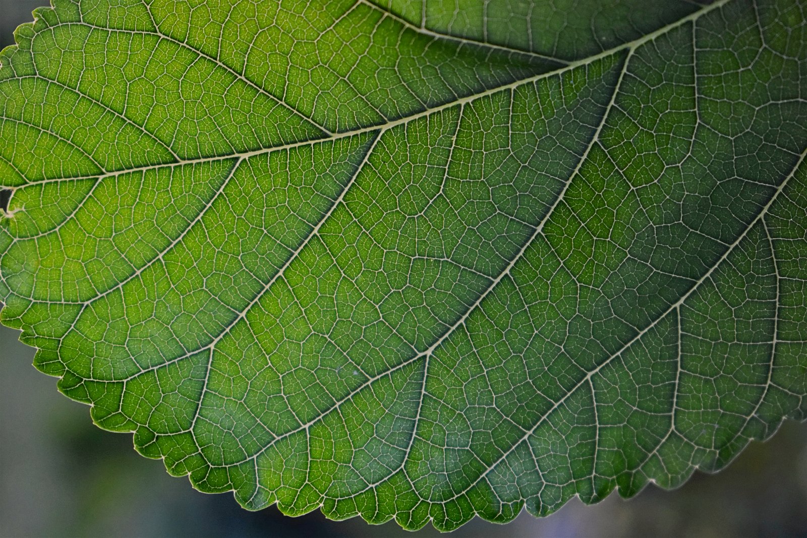 Macro leaf