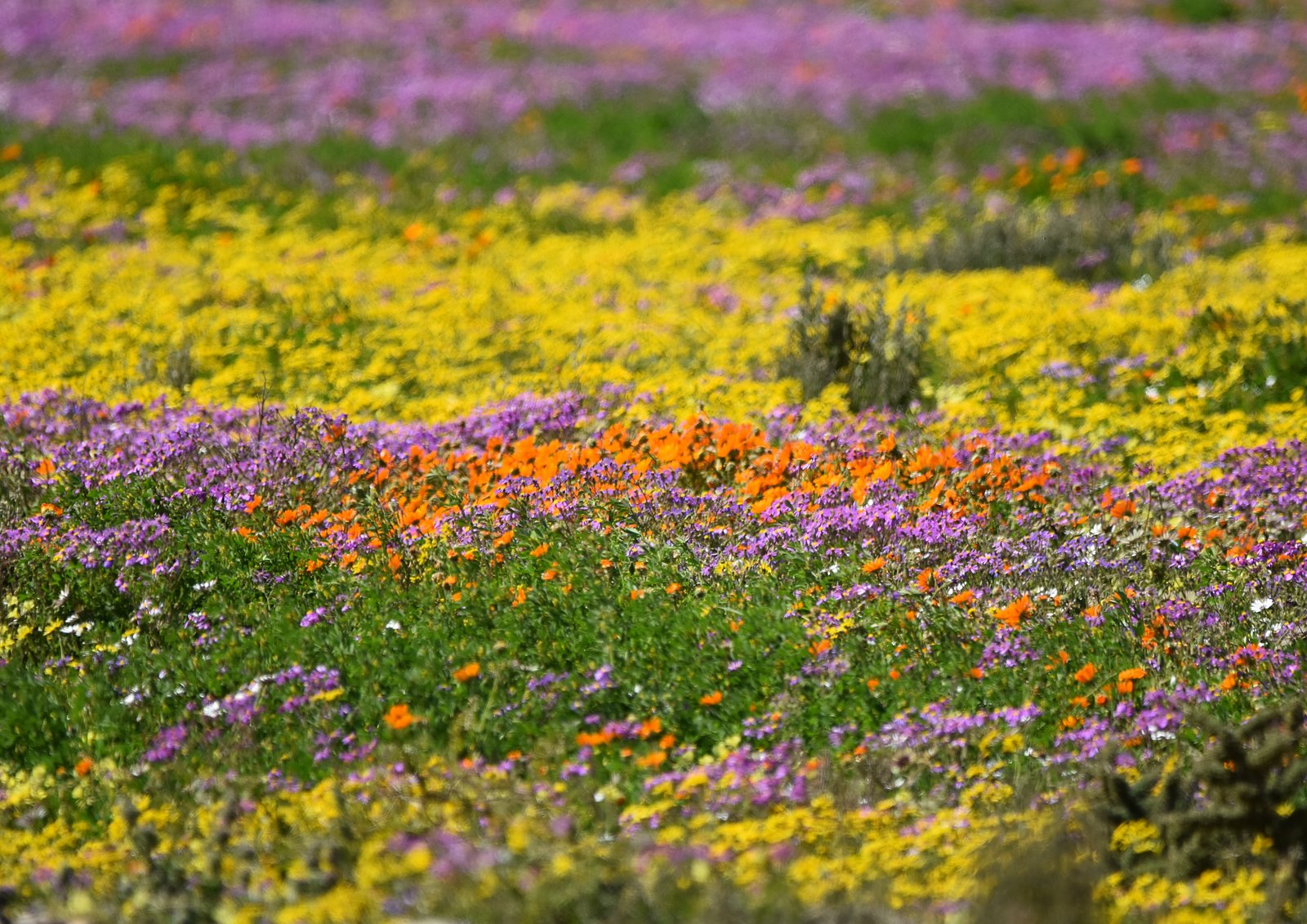 Namaqualand