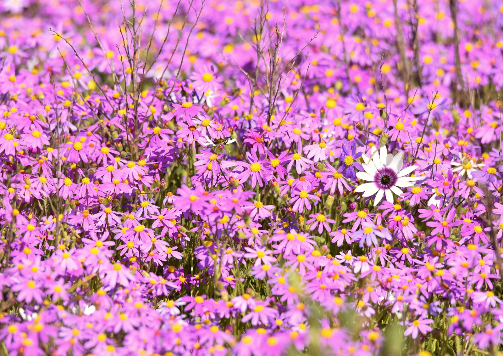 Stand out