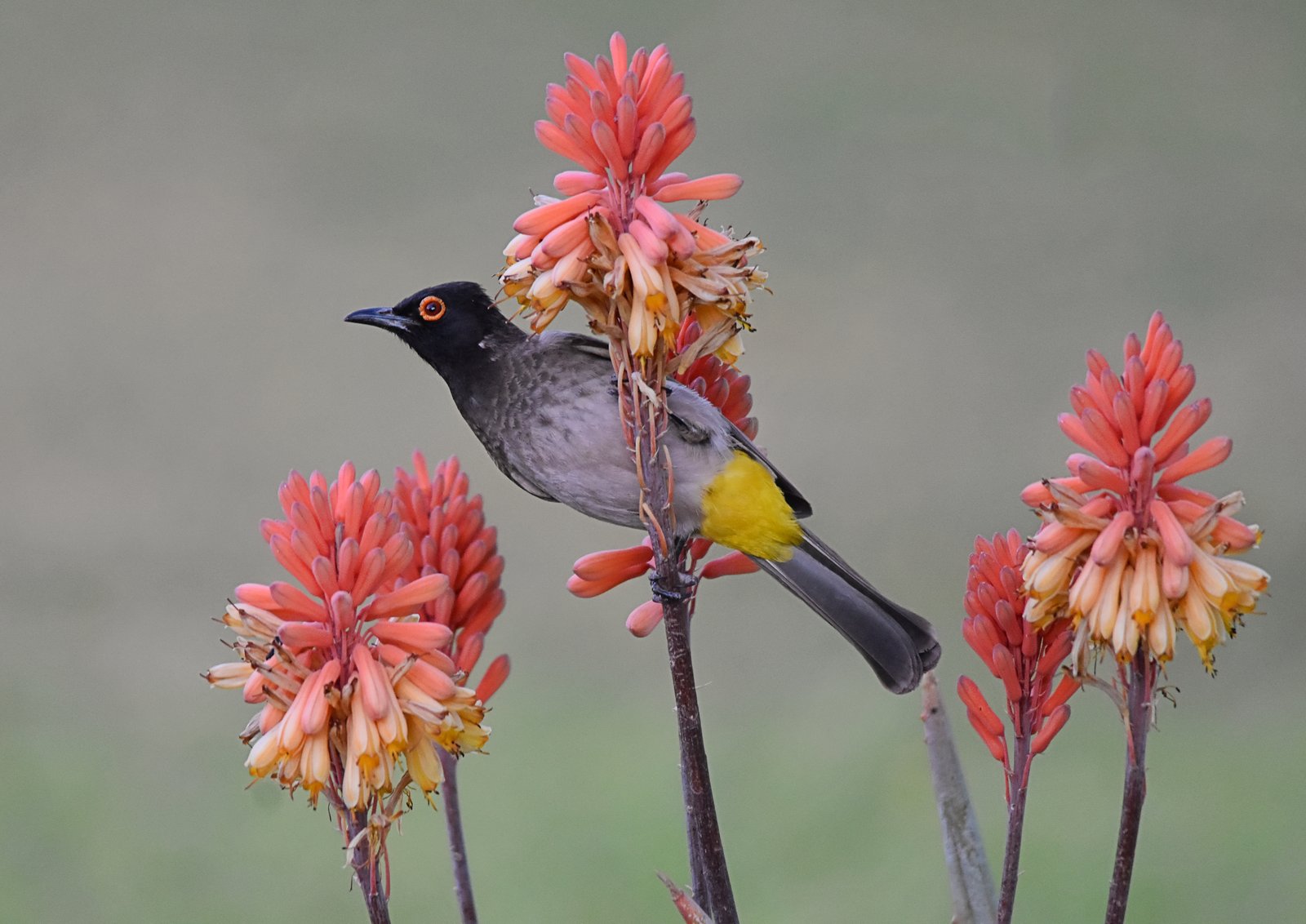Beauty and the Bulbul