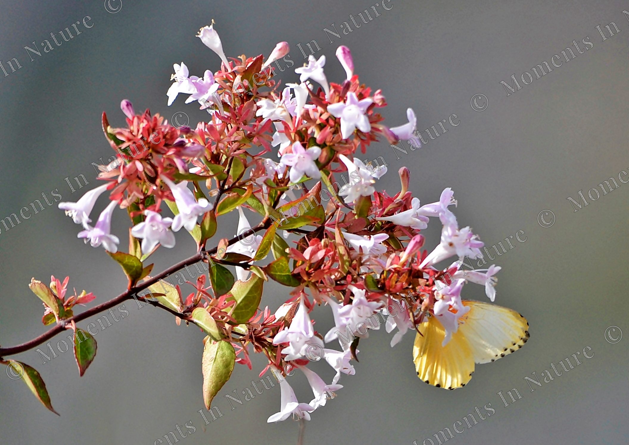 Small wonders