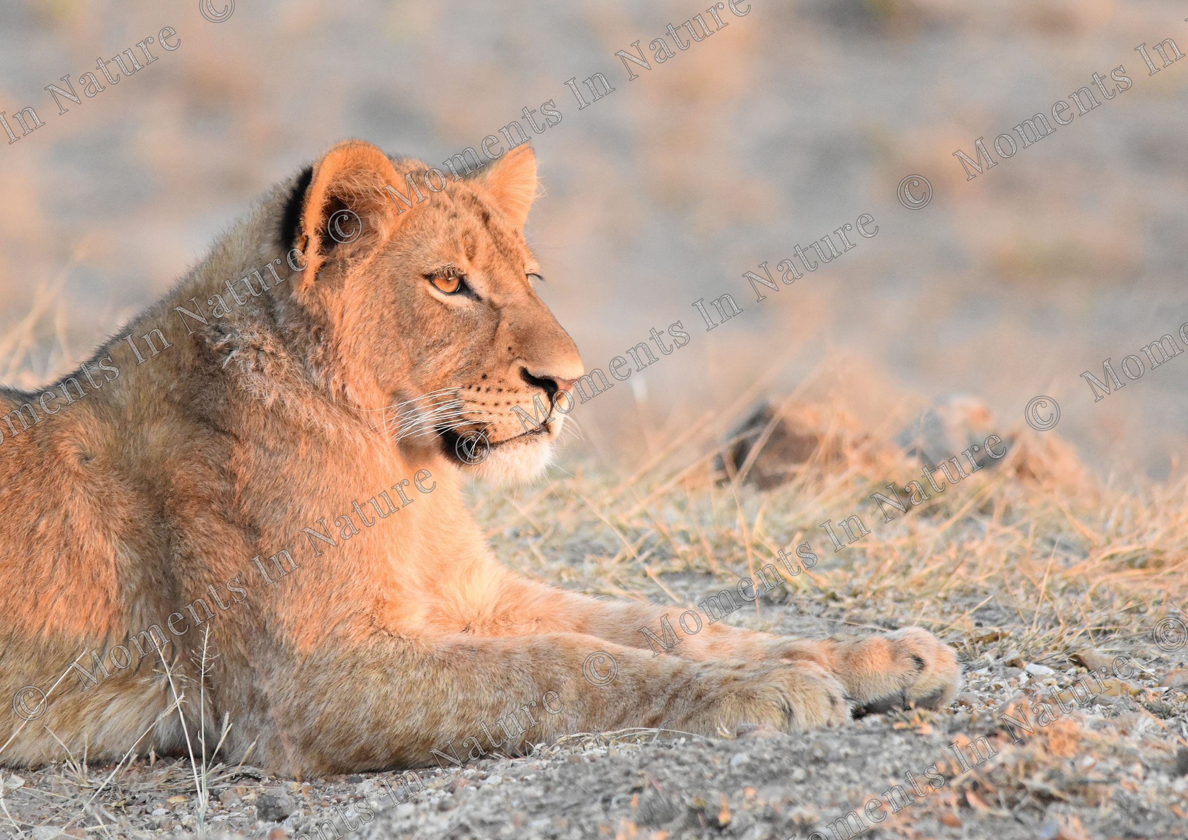 Golden Hour Cub