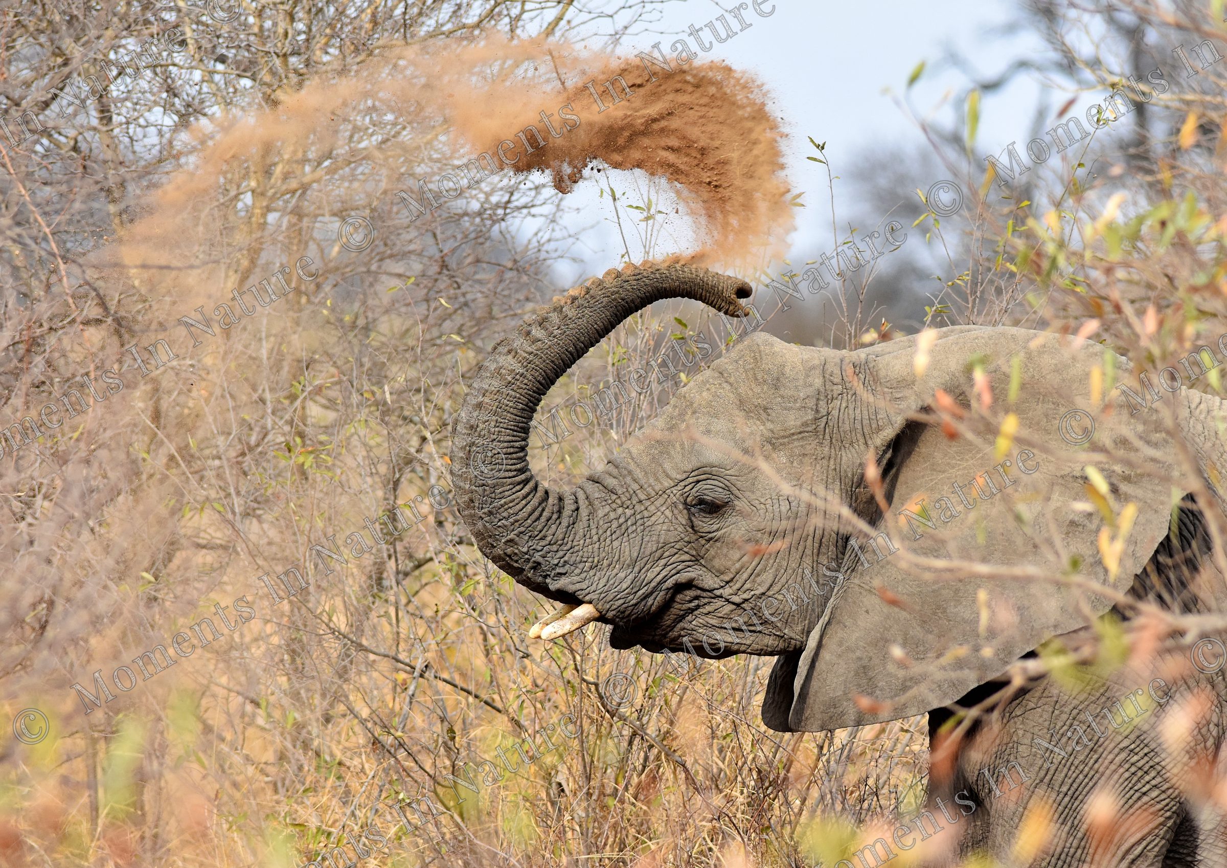 Dust bath