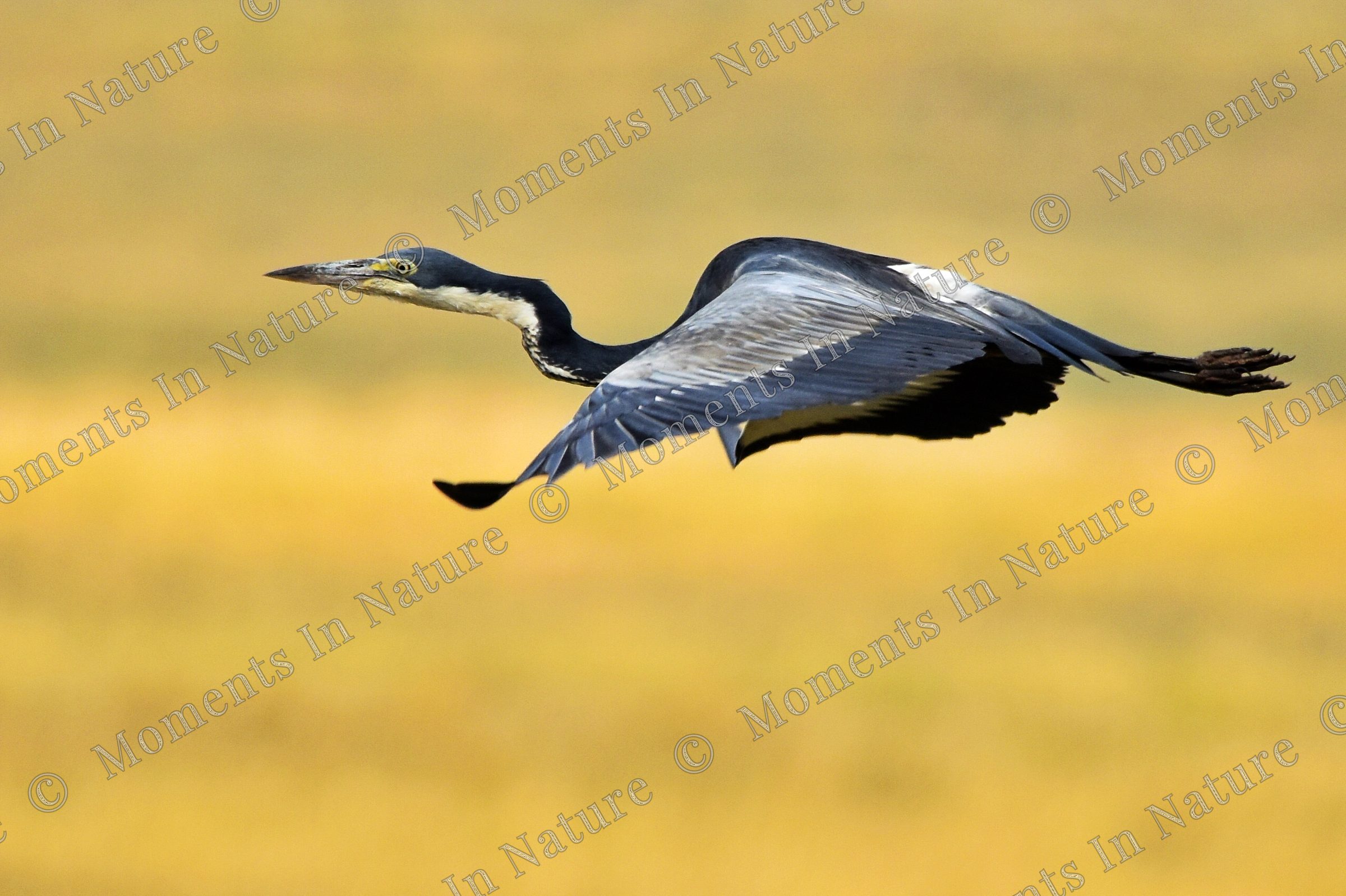 Gracefull flying