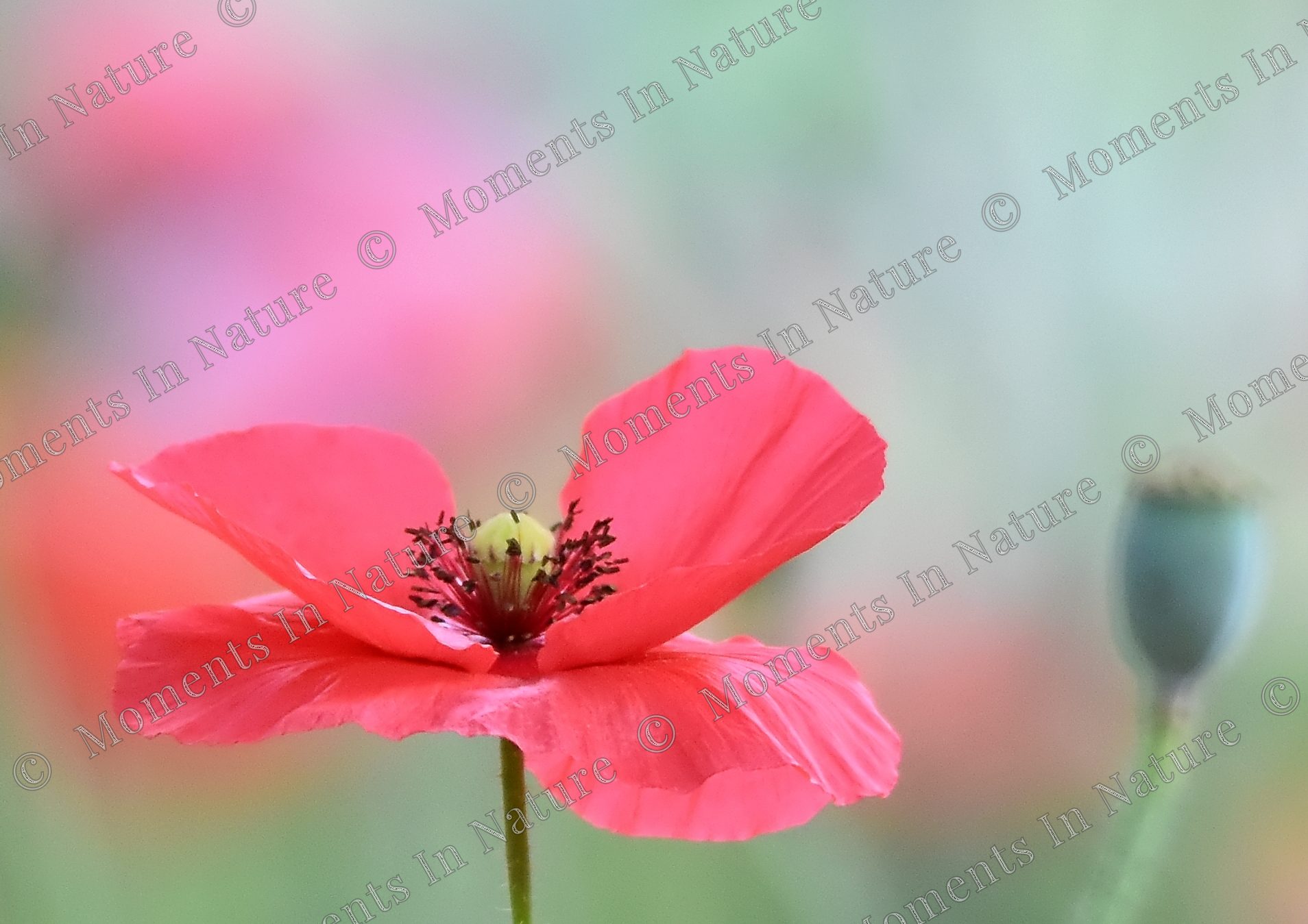 Poppy