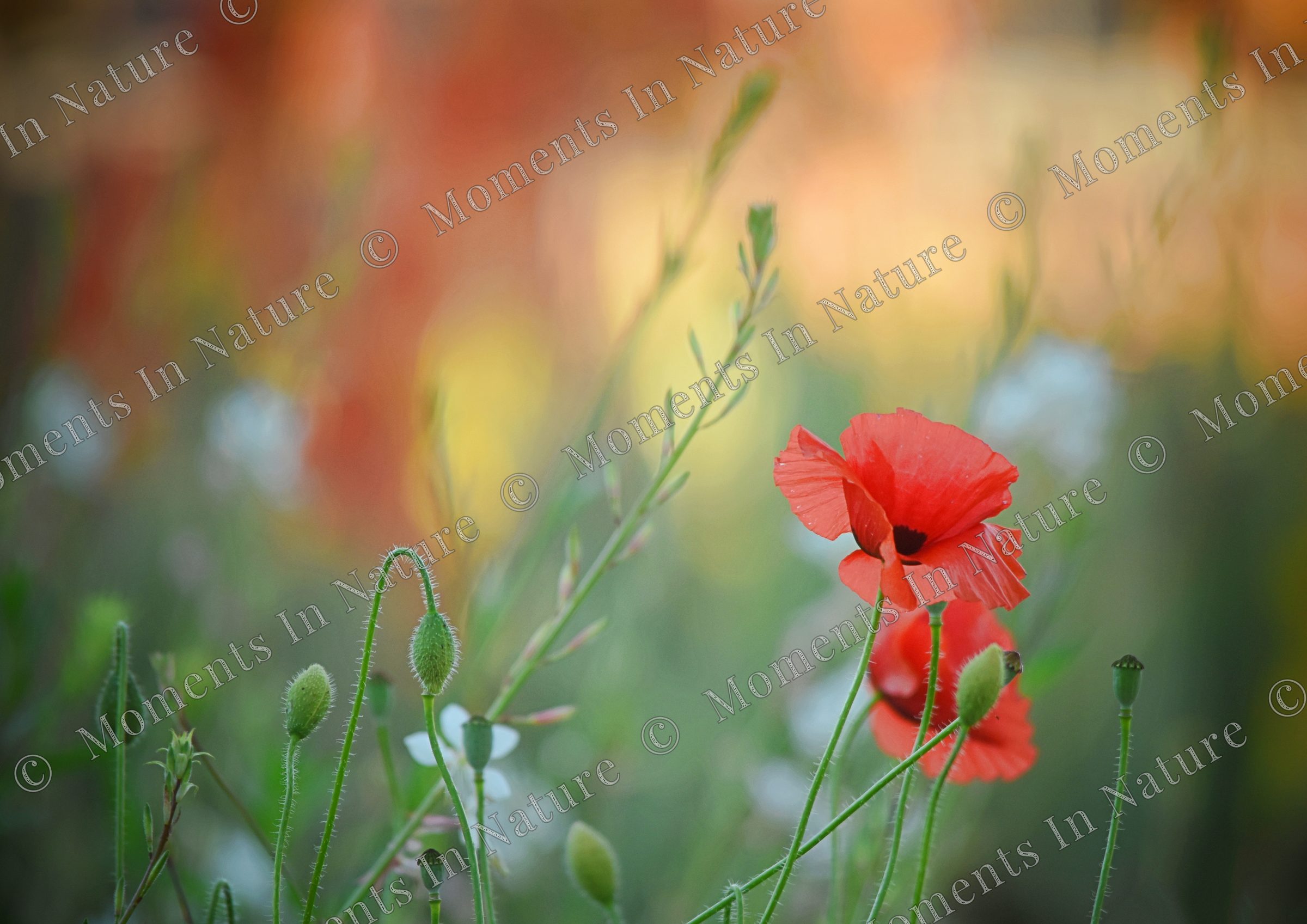 Art of a garden