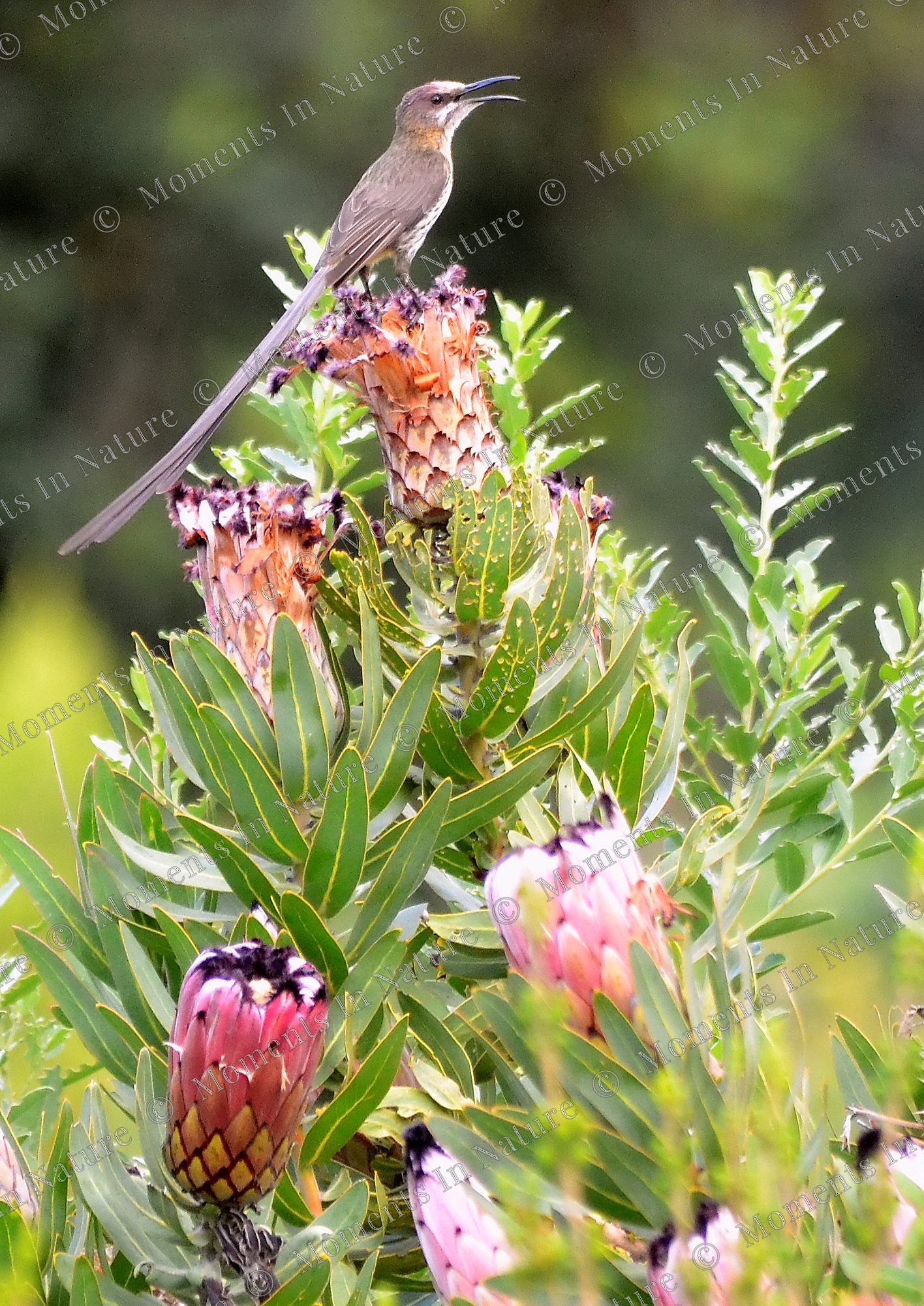 Natures Bouquet