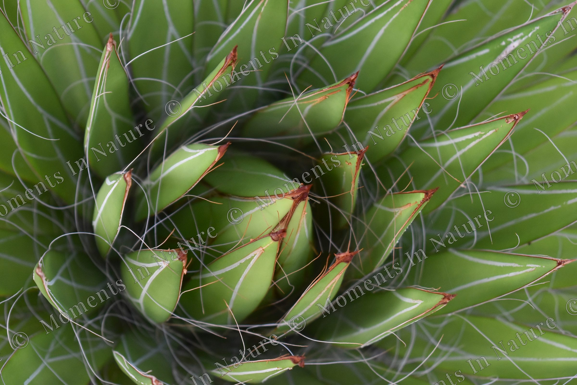 Spiral