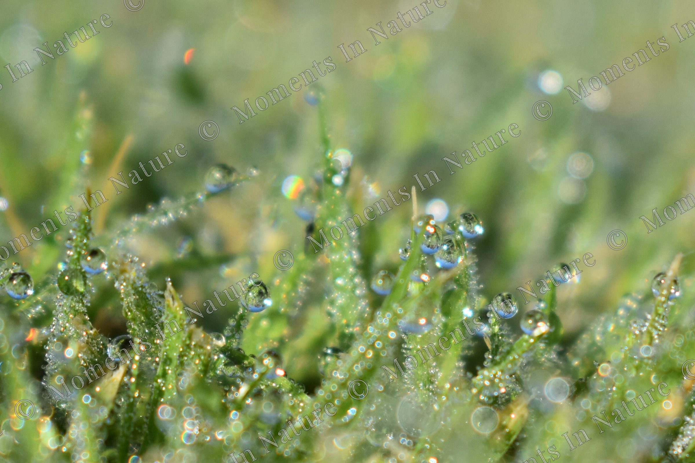 Rainbow droplets