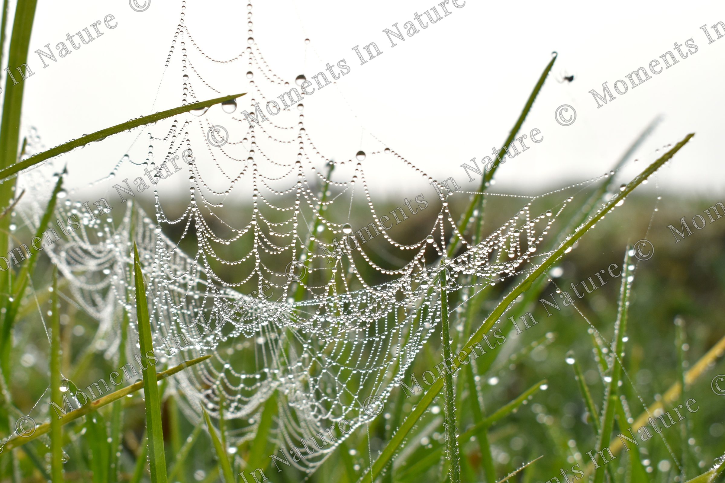 Webbed