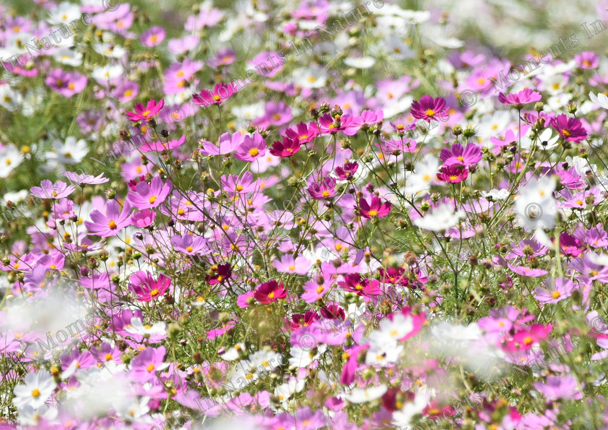 Abundance