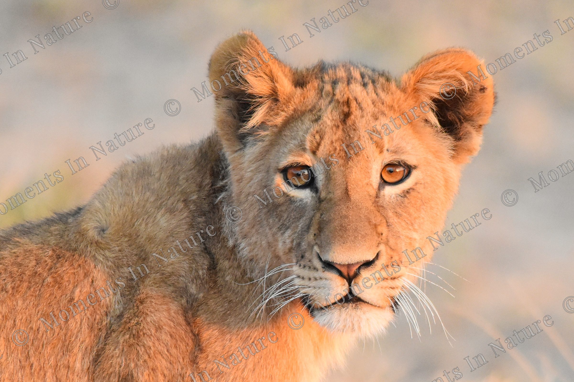 Golden gaze