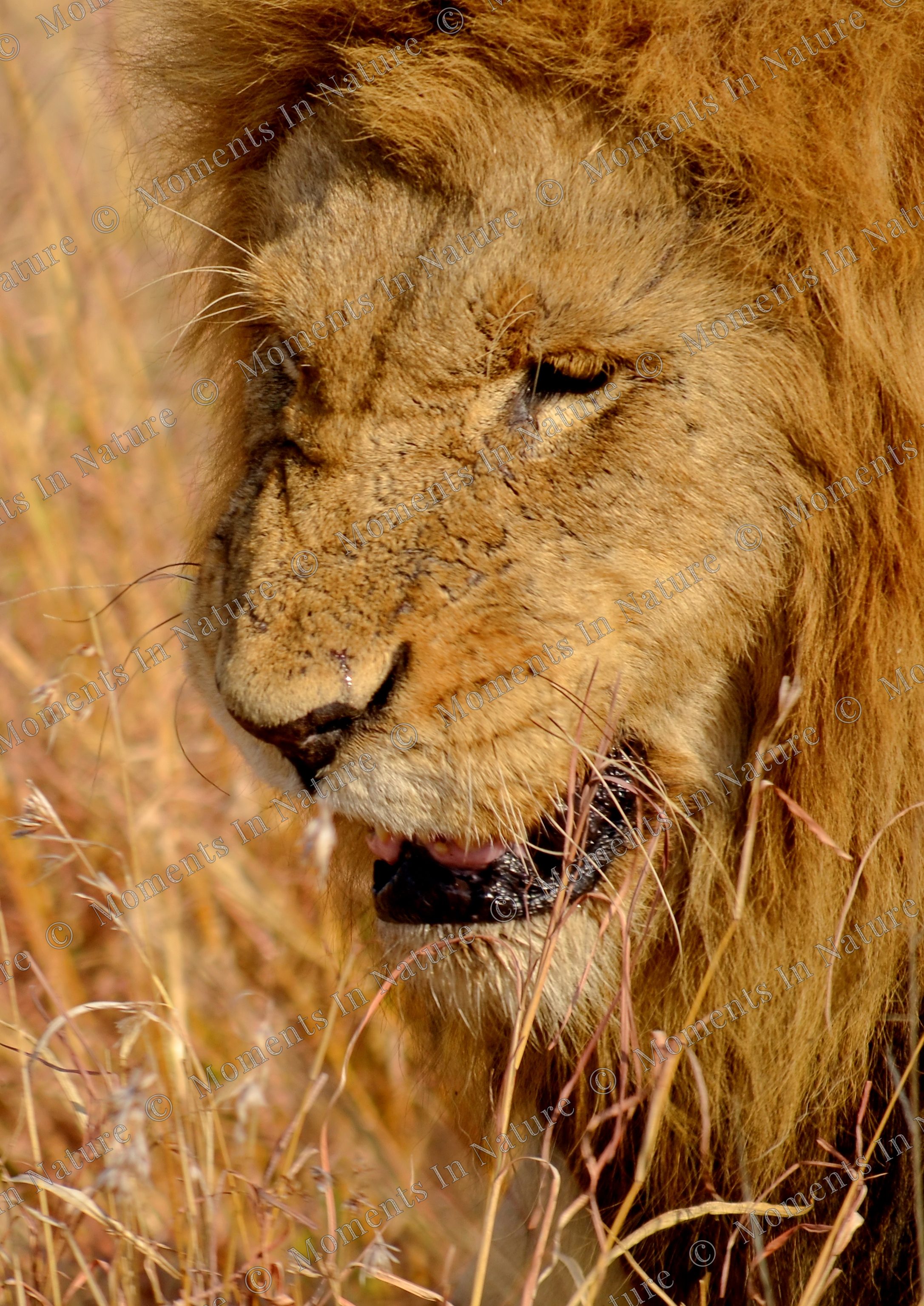 Growl