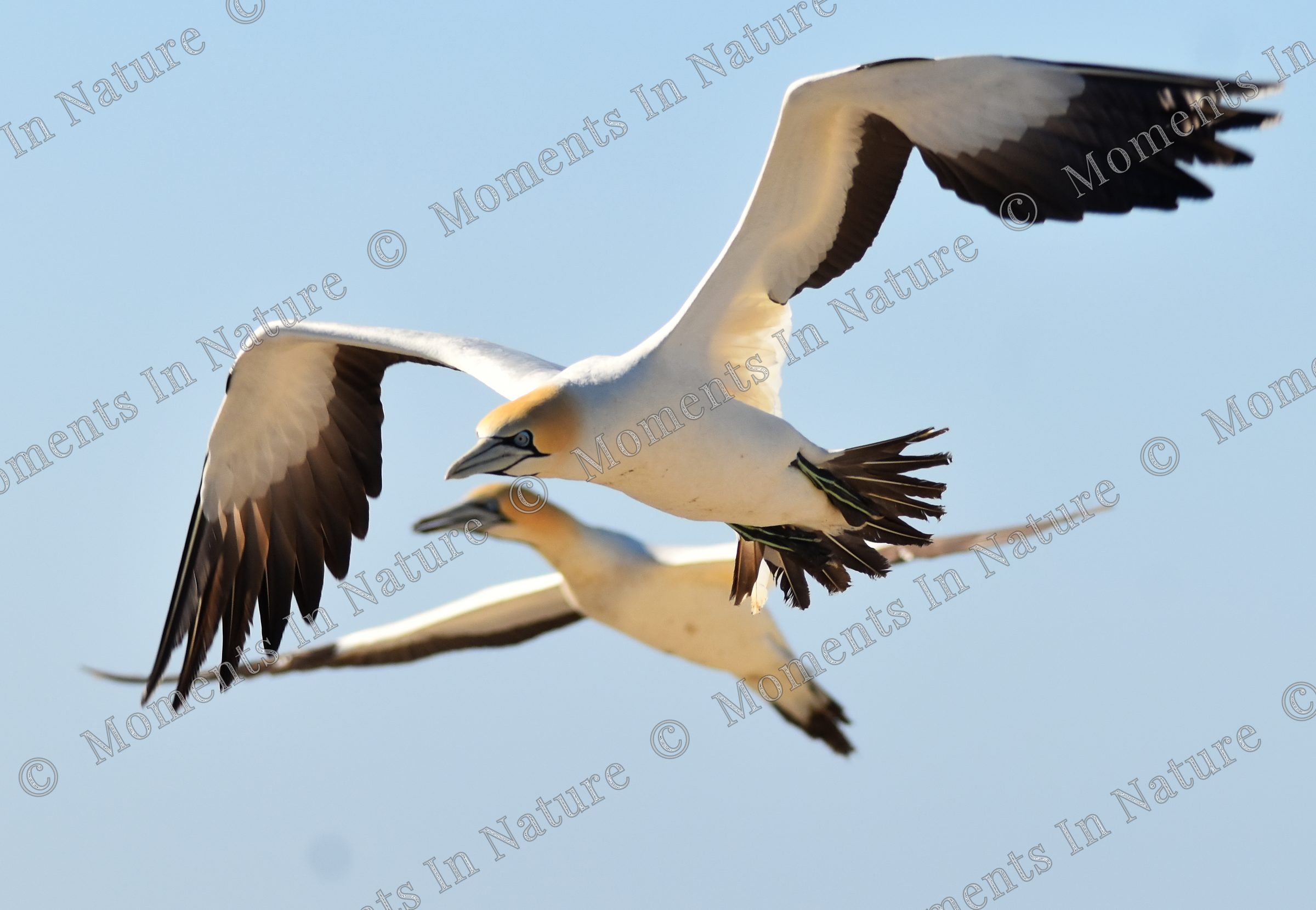 In flight