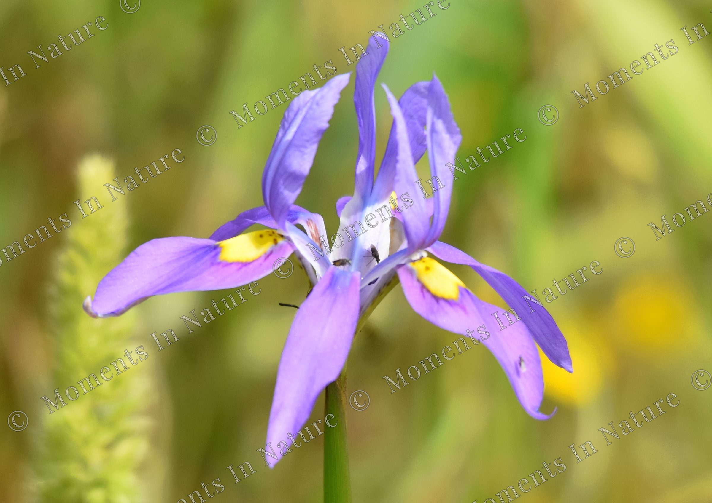 Purple petals