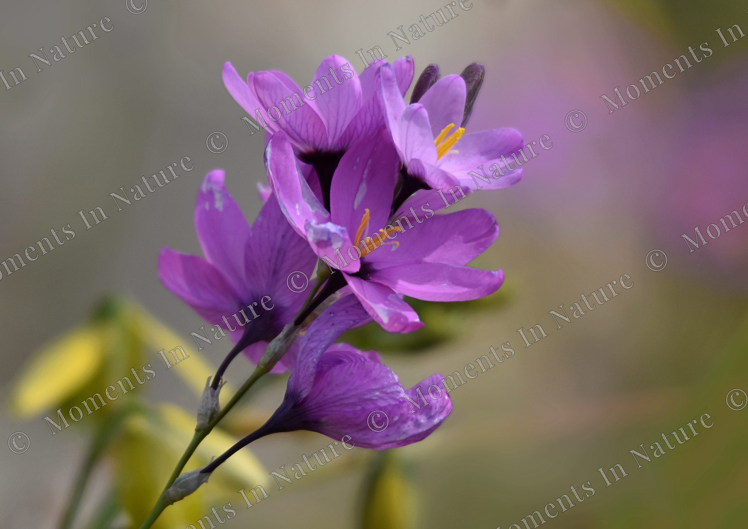 Purple power