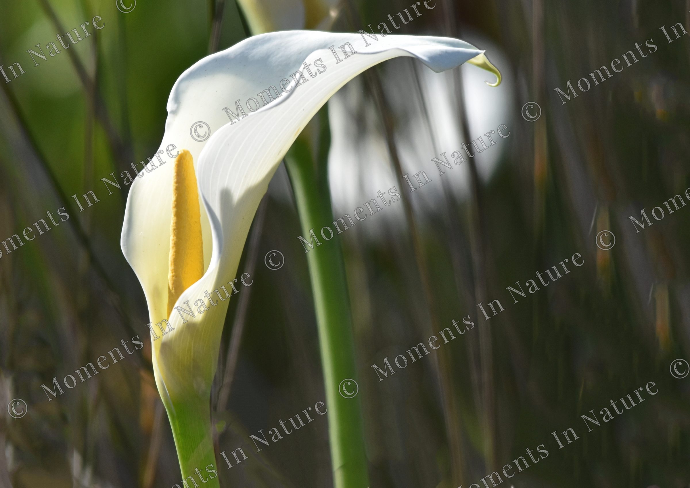 Arum lily