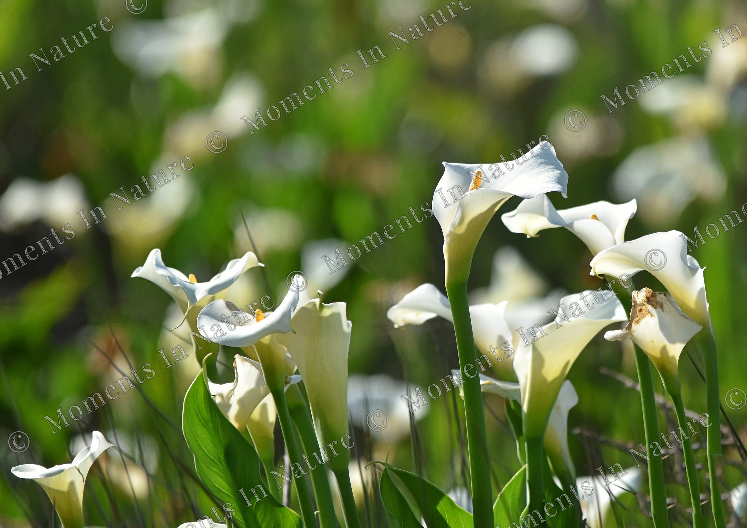 Bunch of flowers