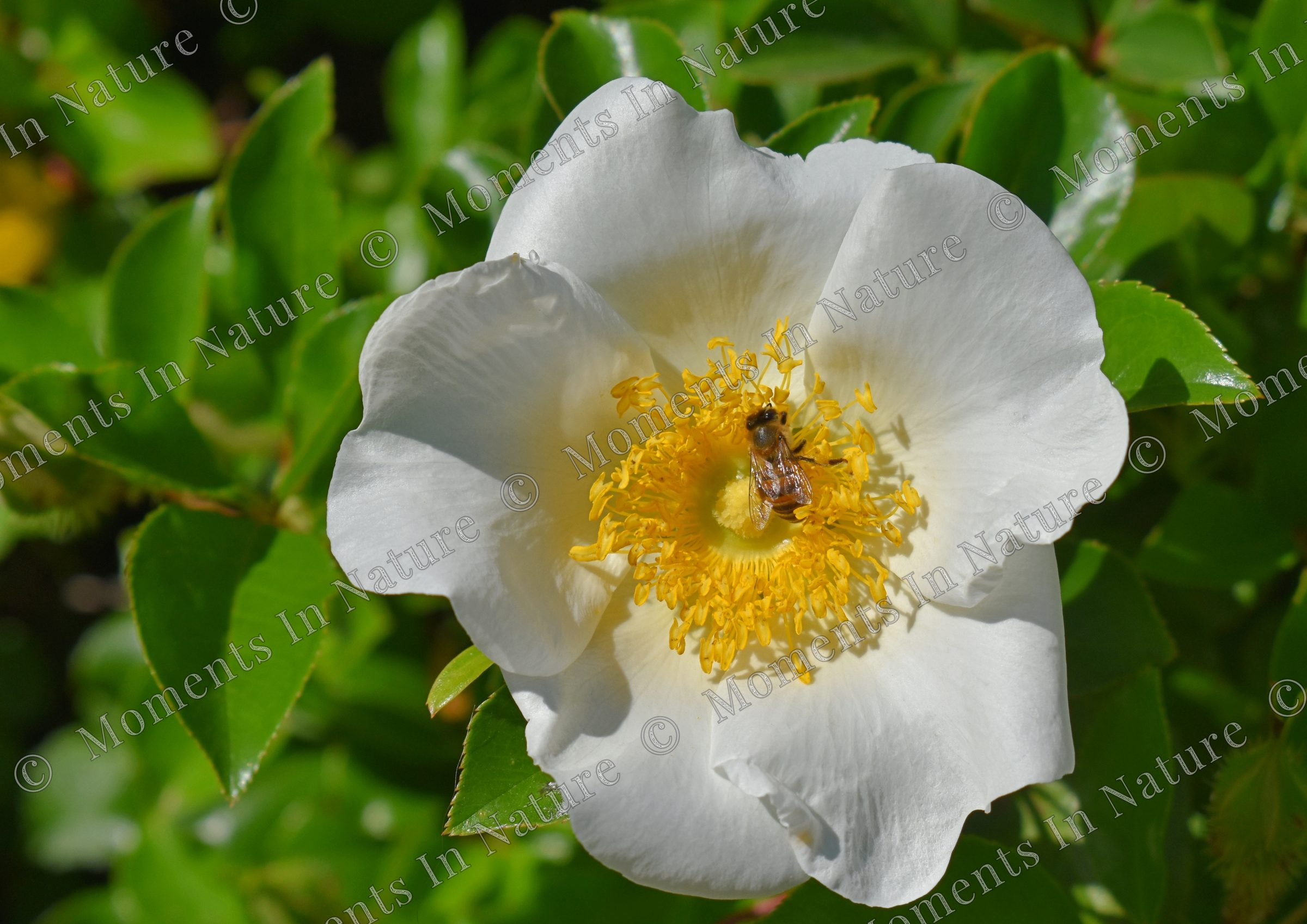 Bee-autiful
