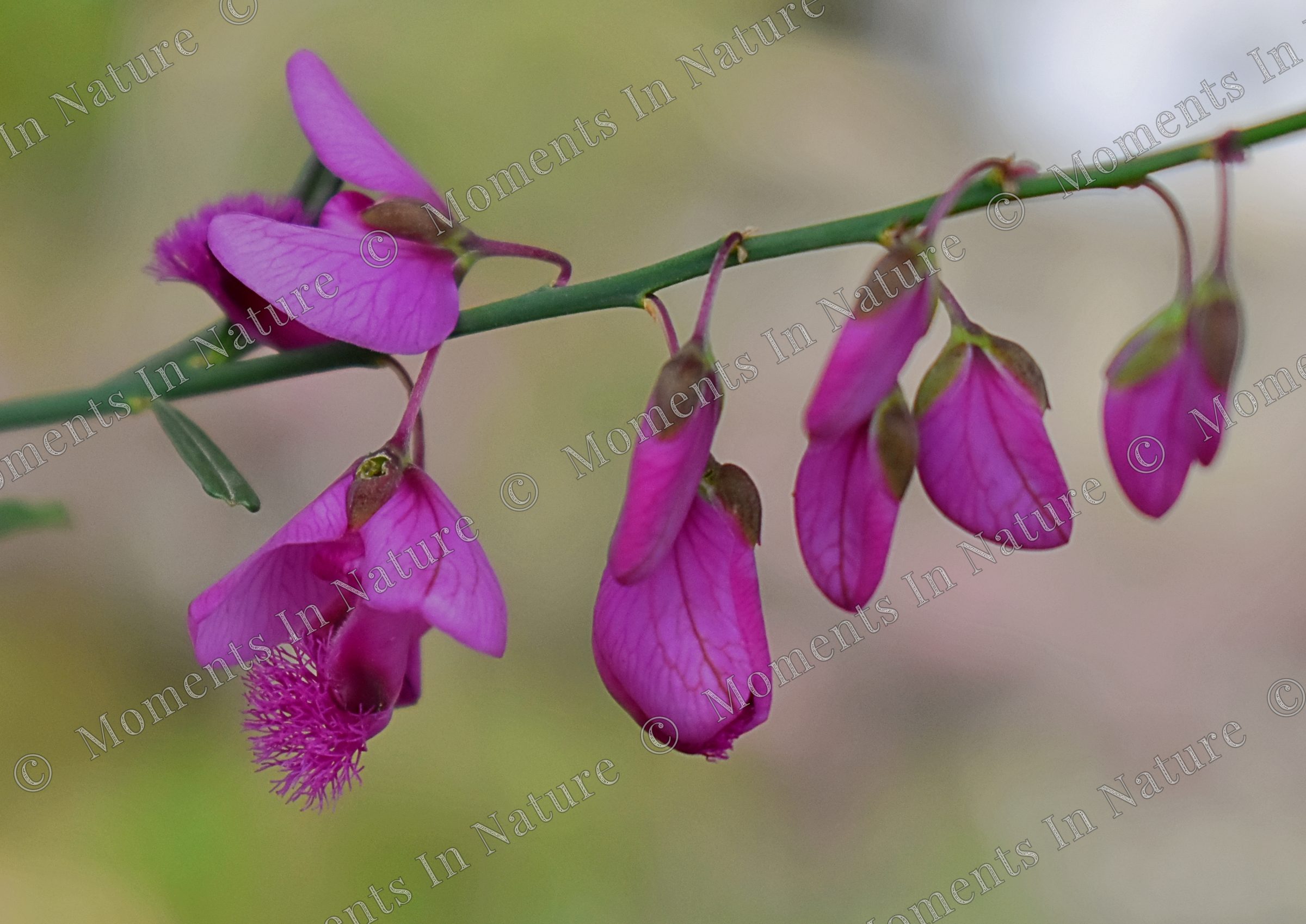 Fragile Beauty