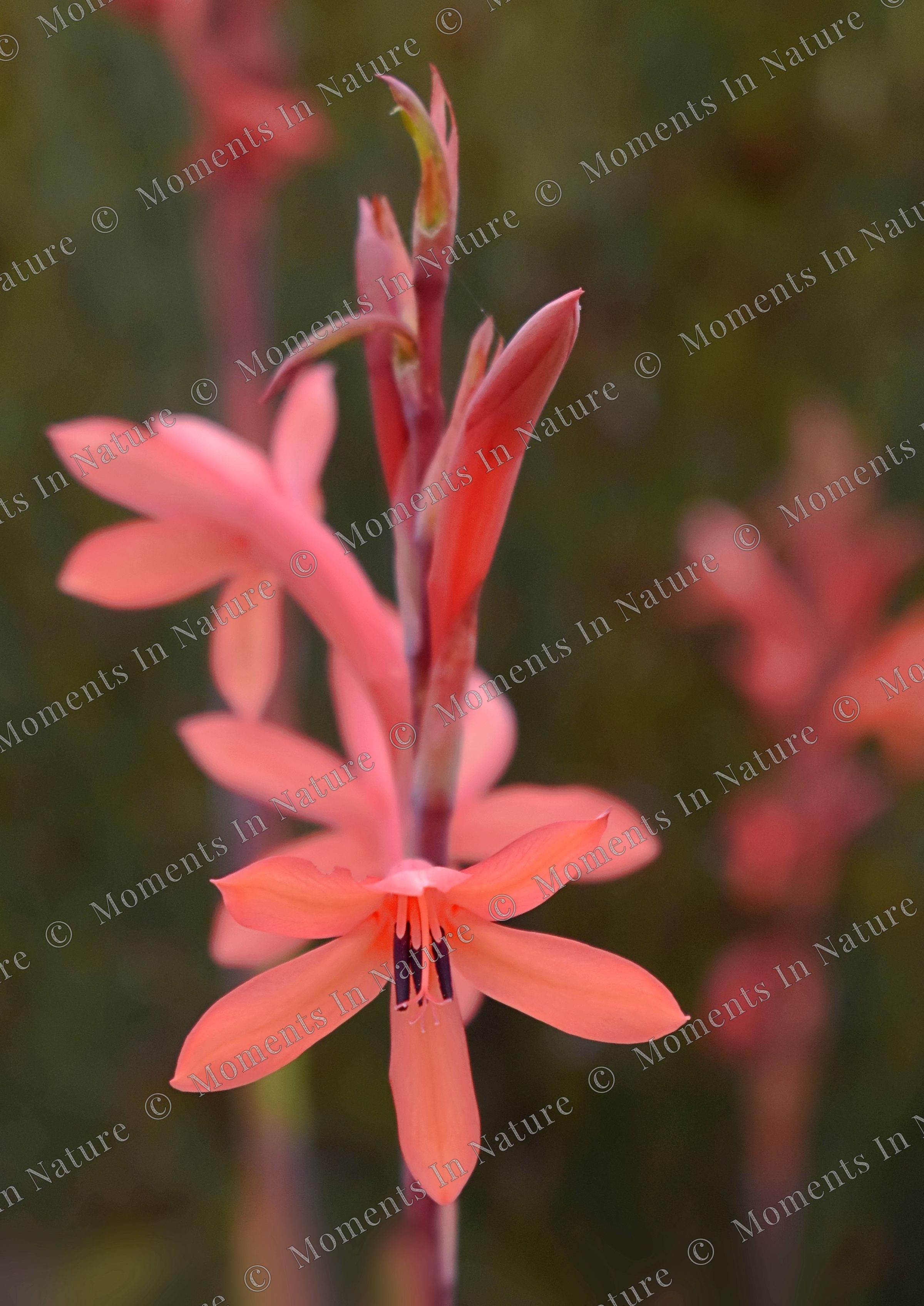 Lovely Lily