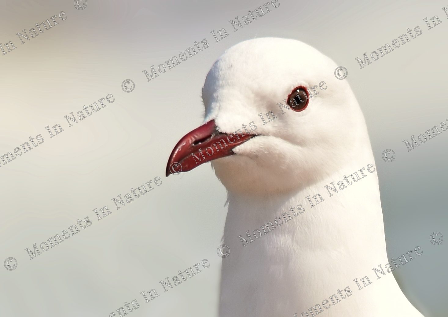 Hartlaub's Gull