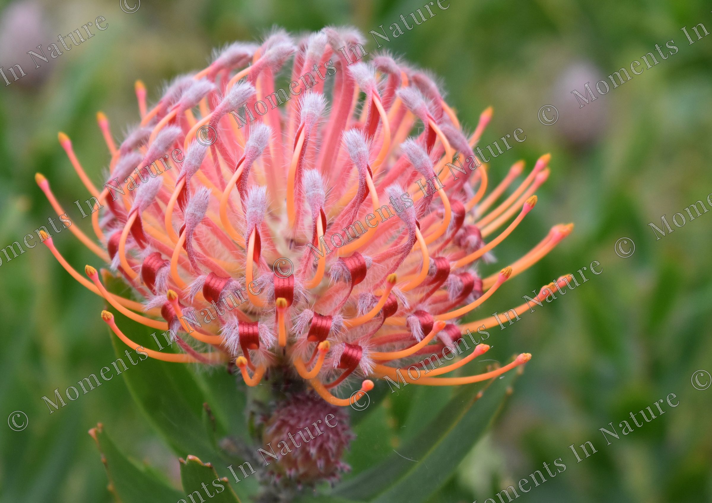 Pink Pincushion