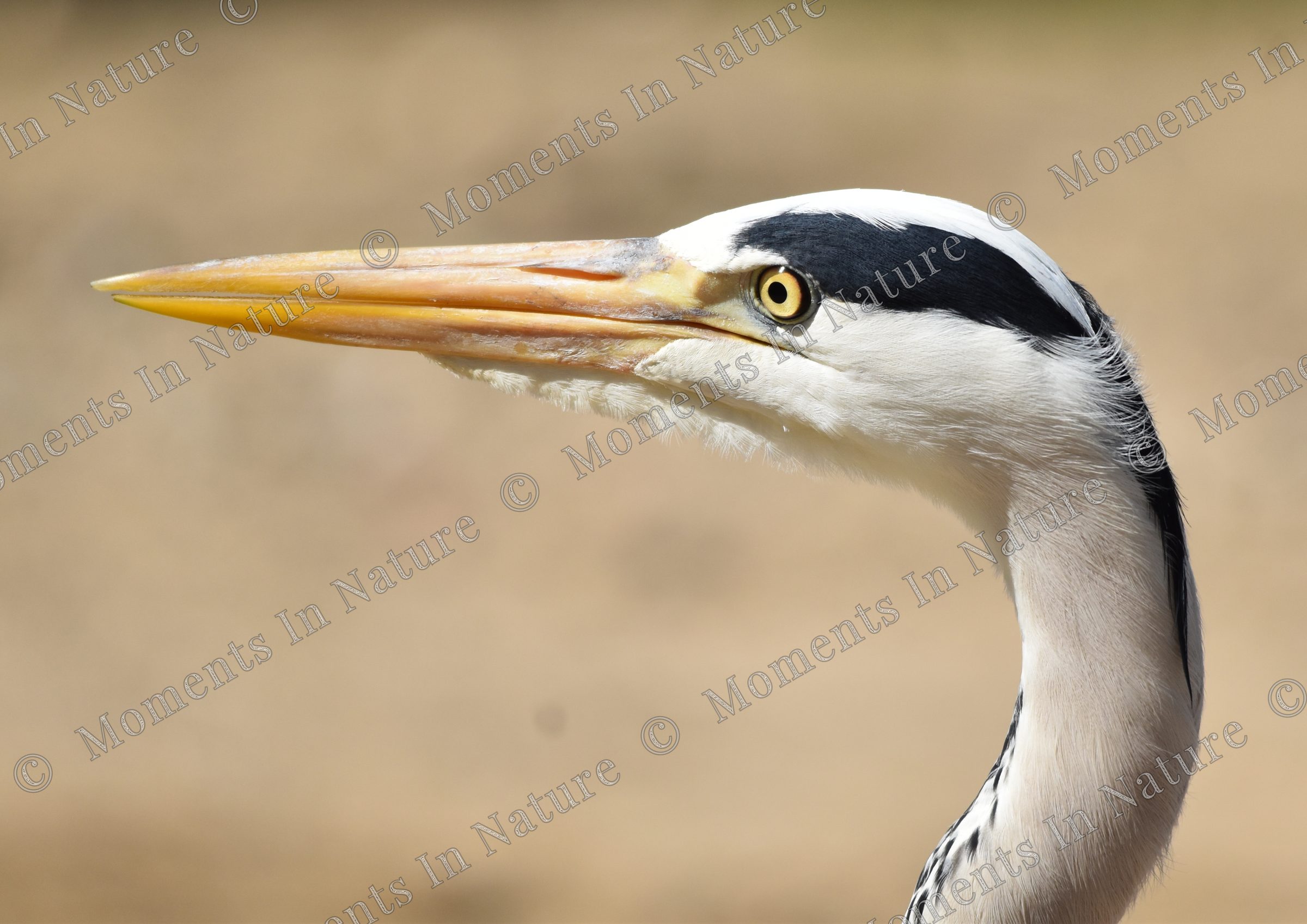 Handsome Heron