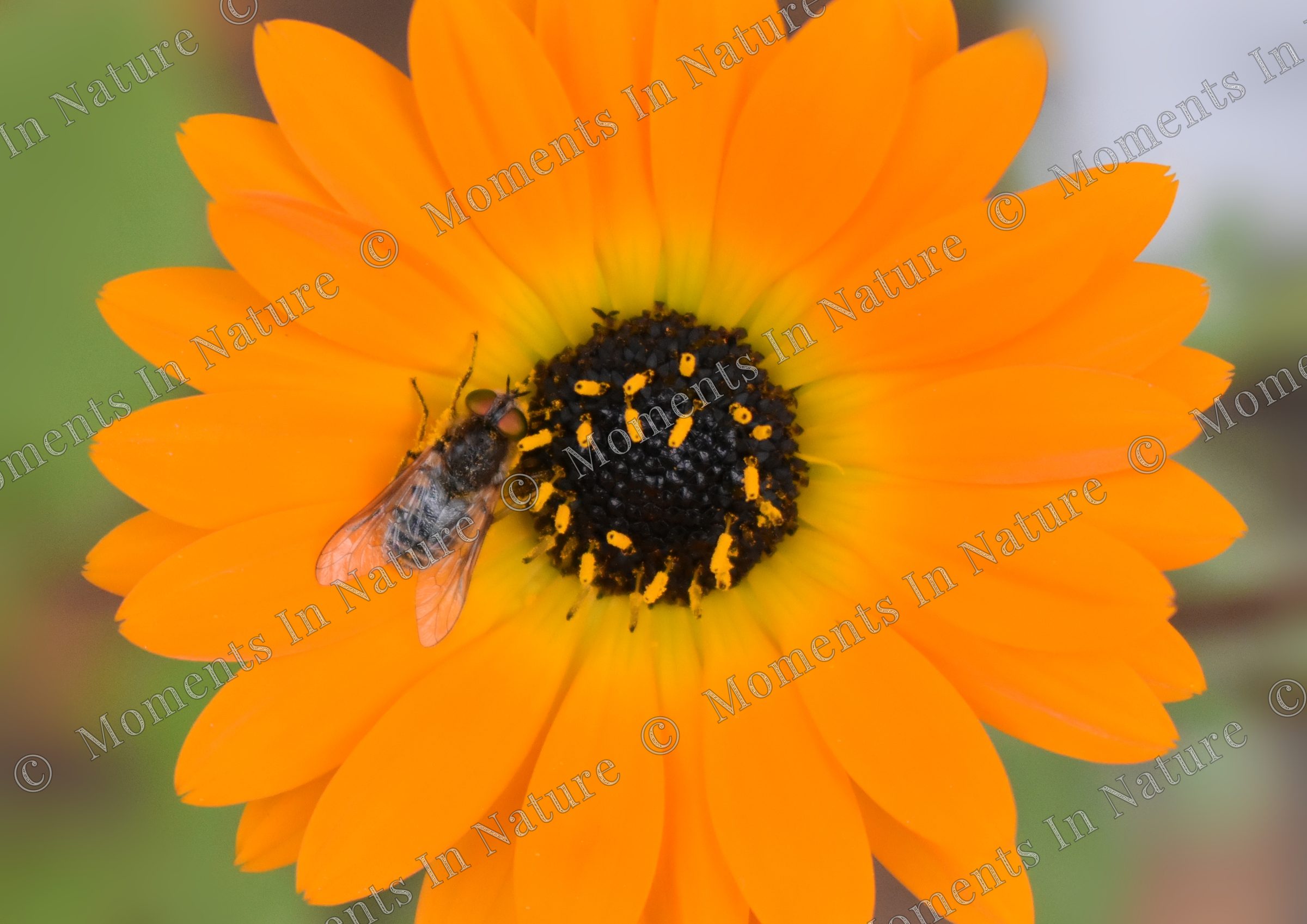 Orange Burst