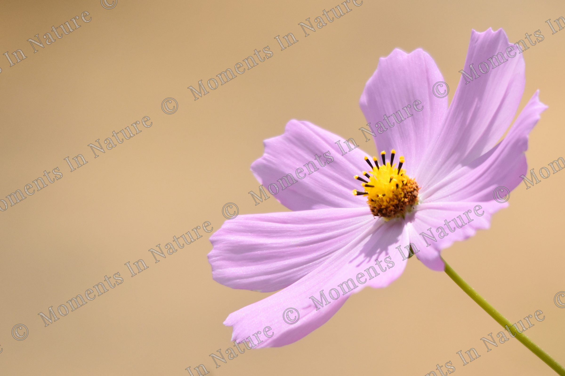 Pastel promise