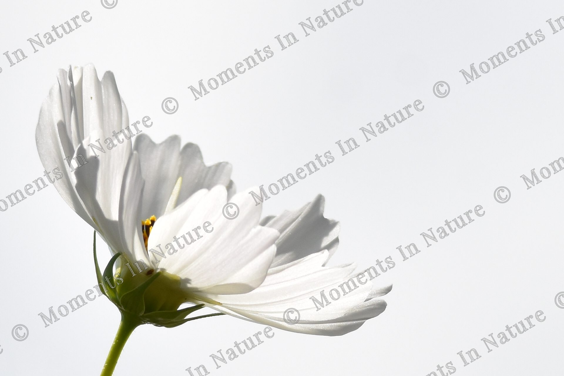 Wonderful White