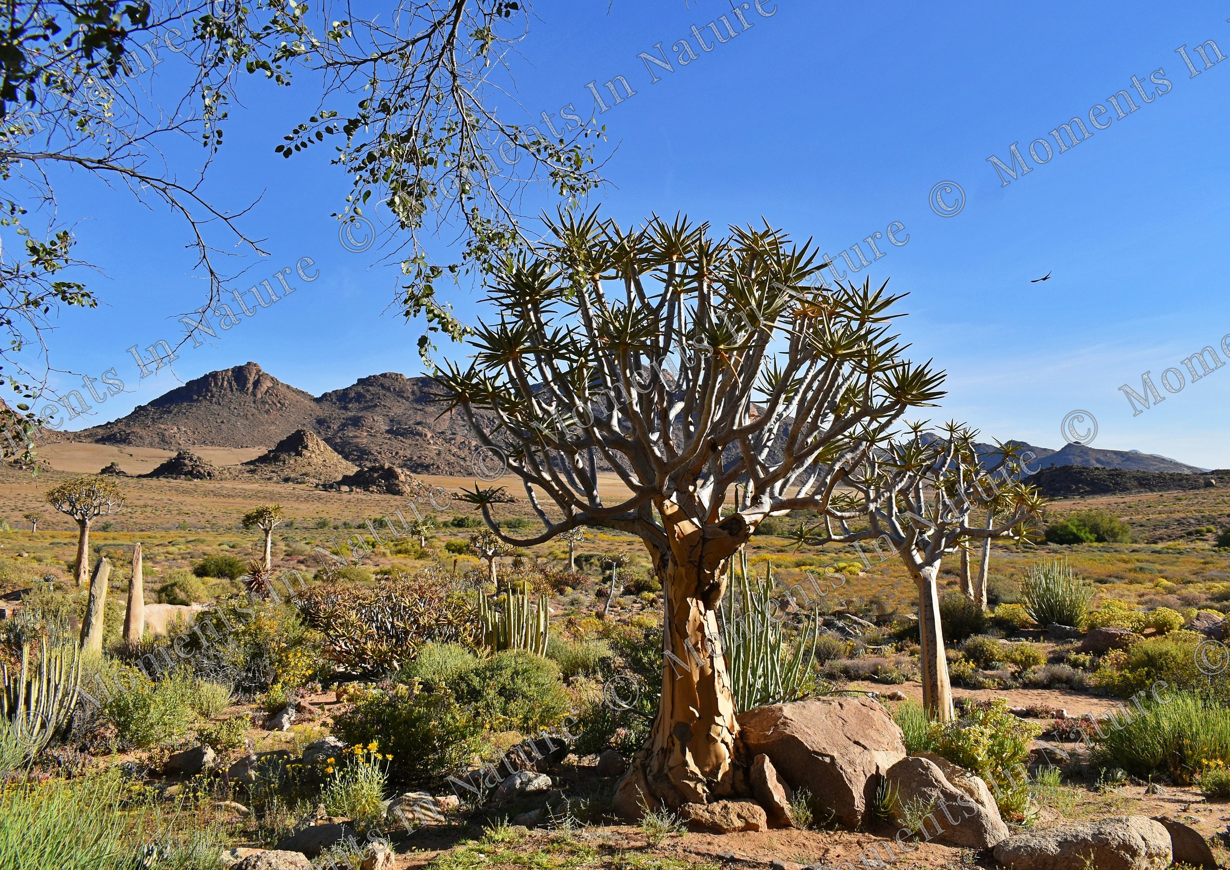 Namaqualand landscape
