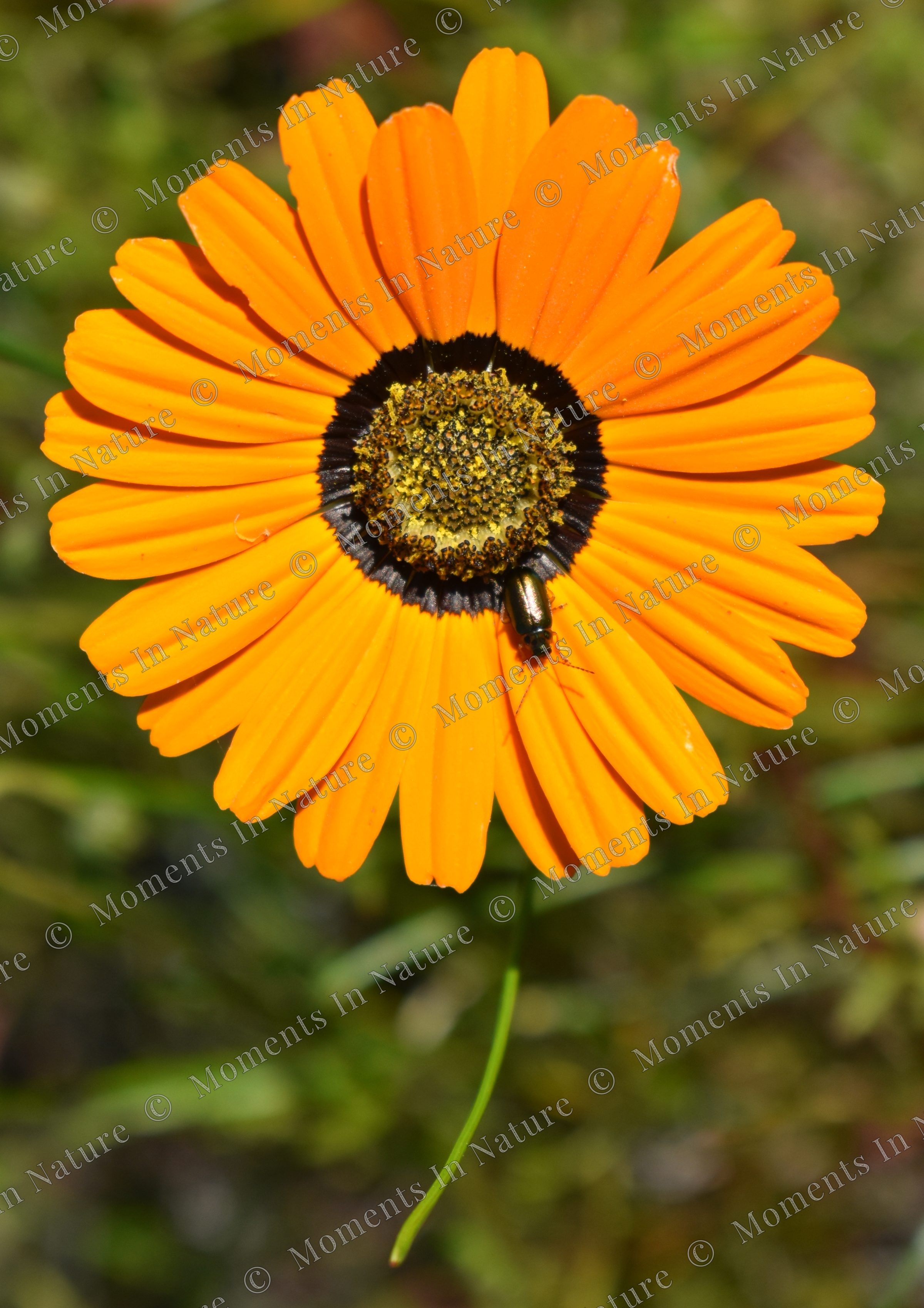 Daisy, Daisy