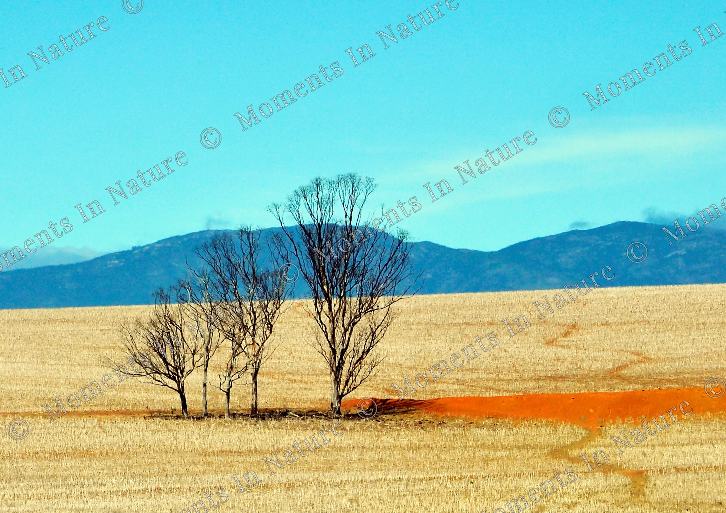 Winter Landscape