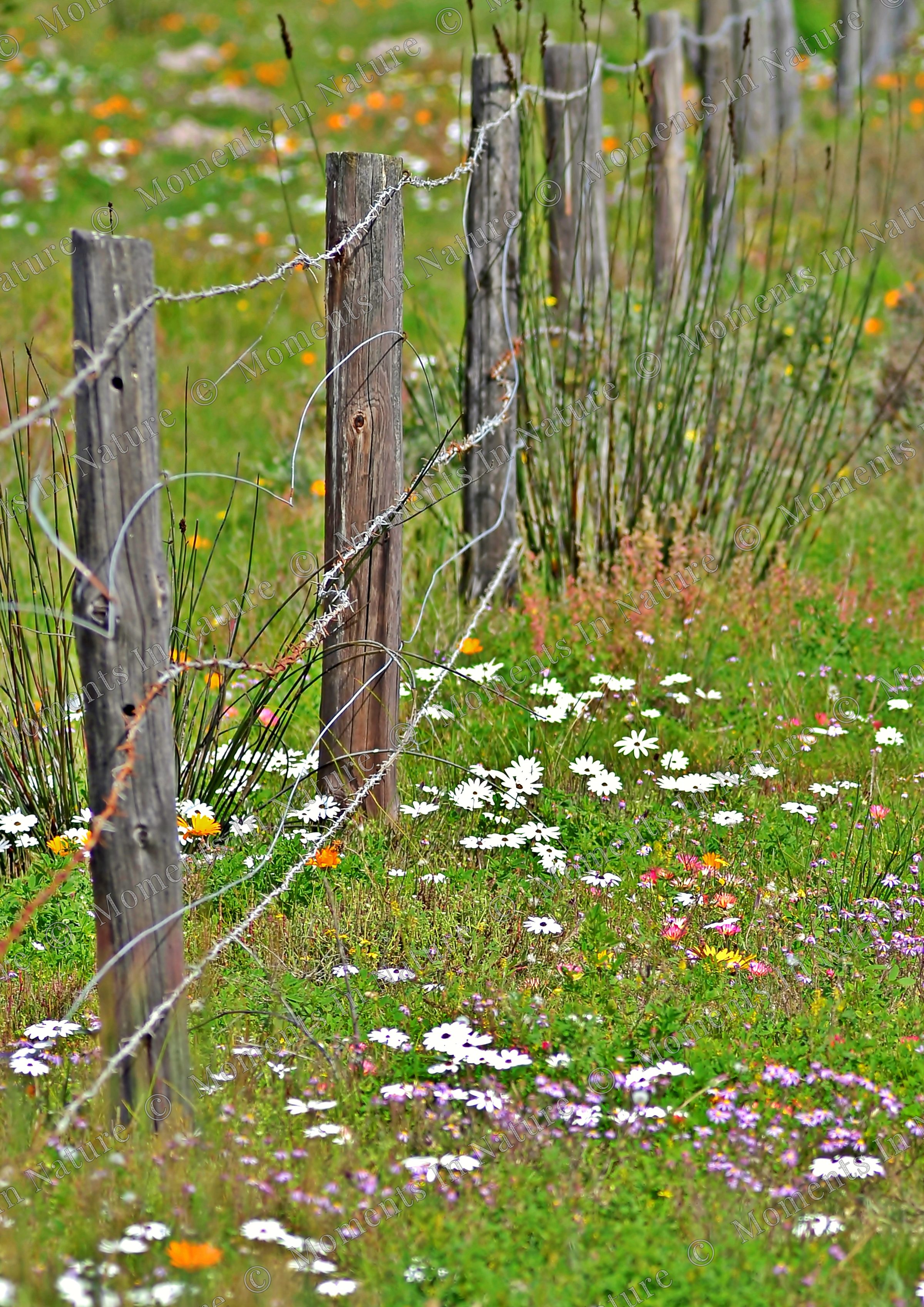 Flowery fence