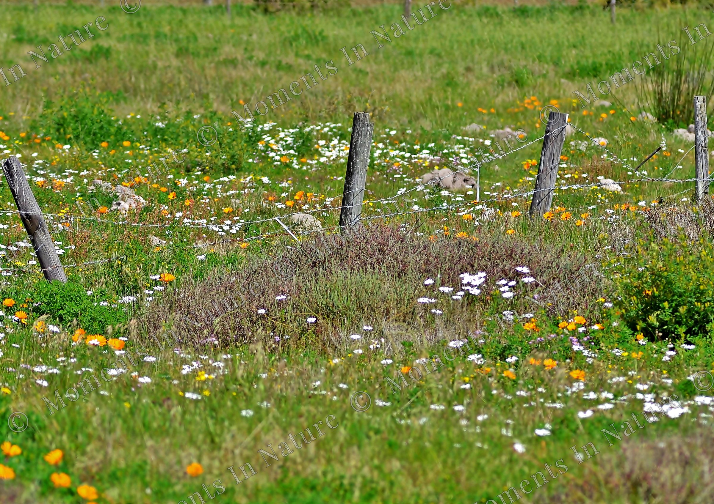 Flower moment