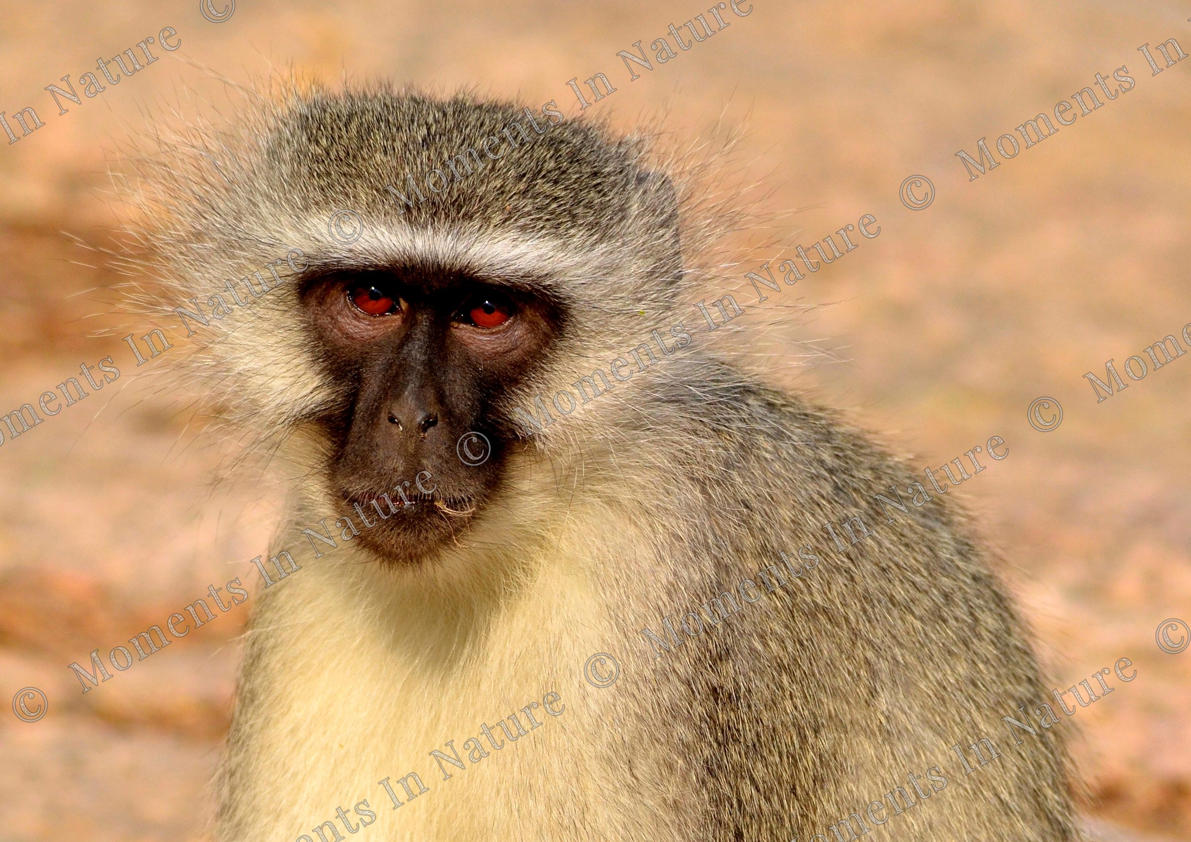 Monkey Business