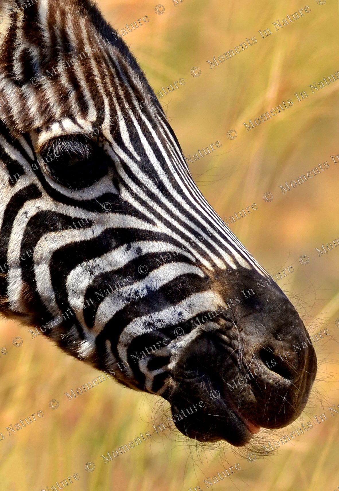 Young Zebra