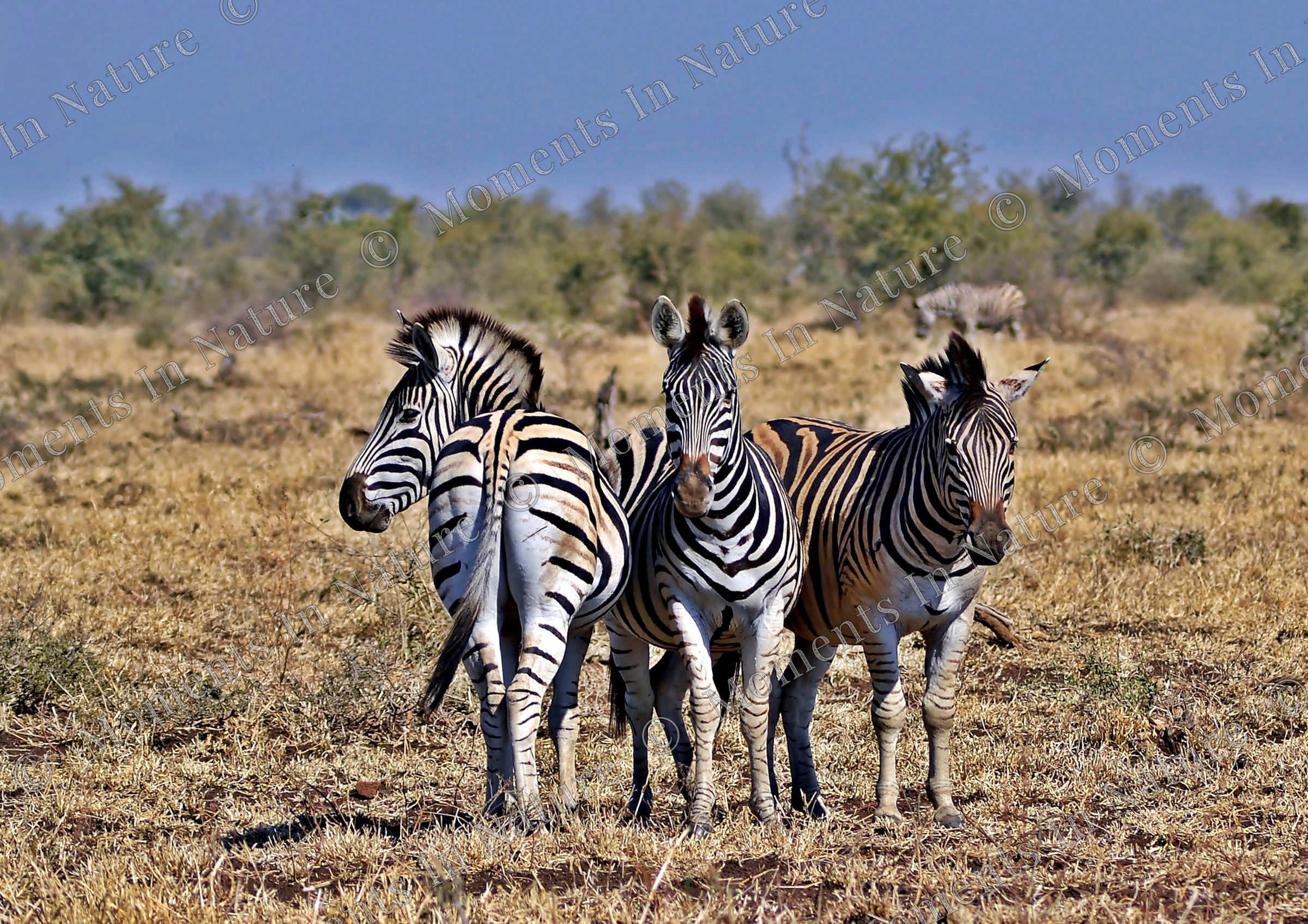 Threes company