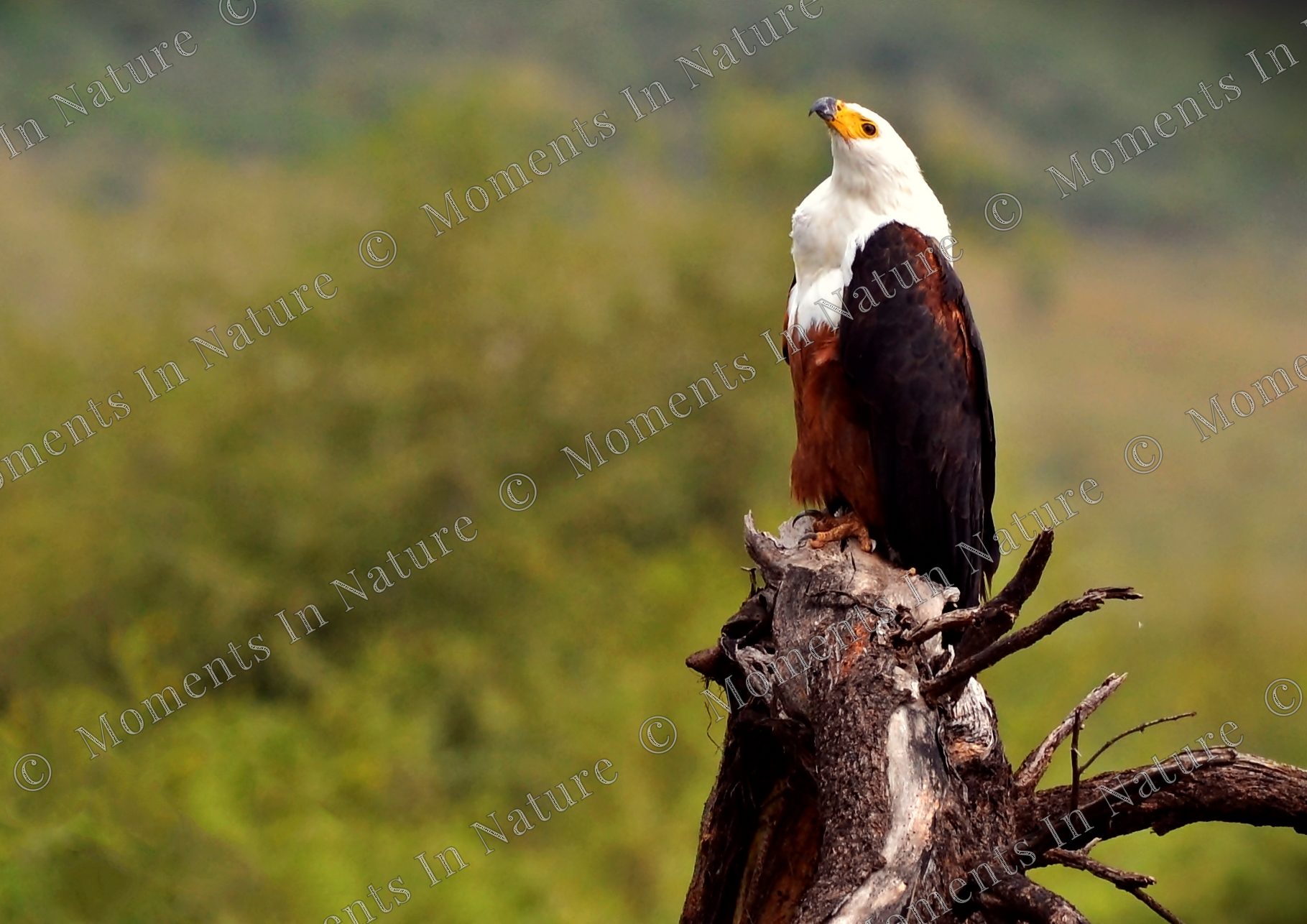 Fish Eagle