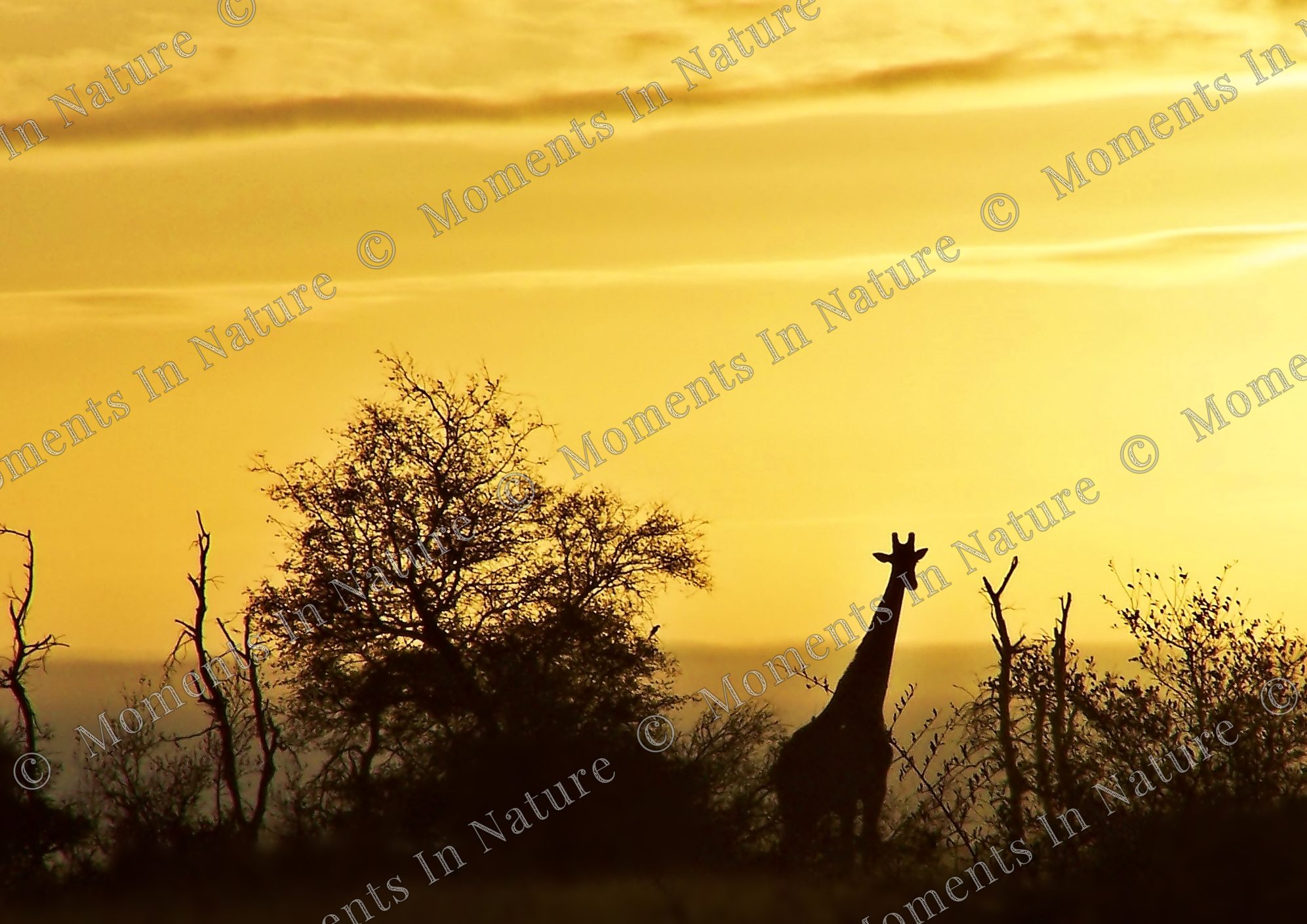 Early moring giraffe