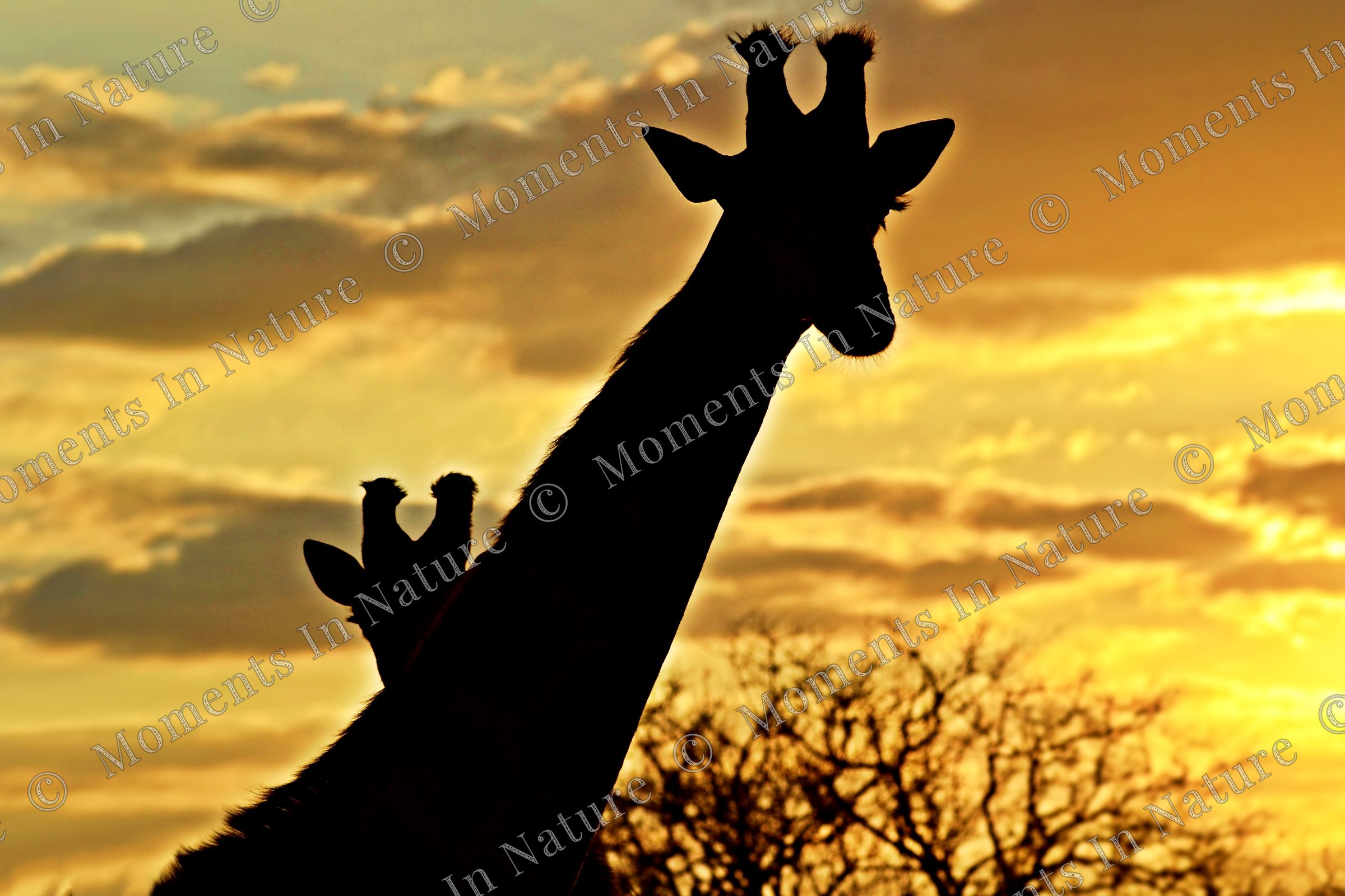 Silhouetted