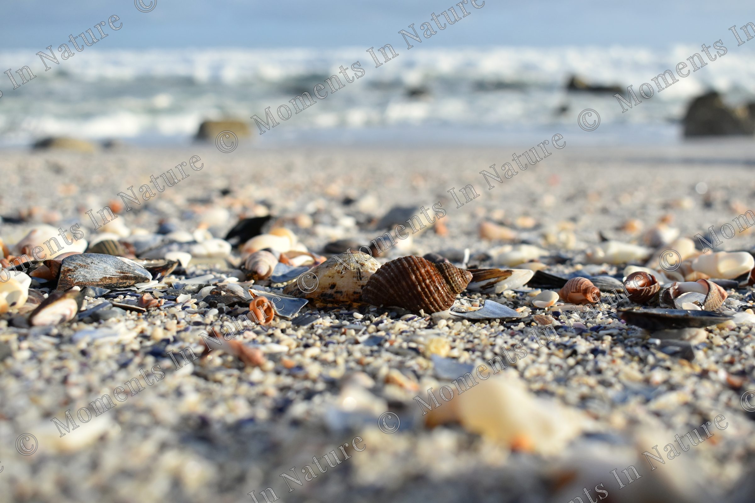 Sea shells on the sea shore